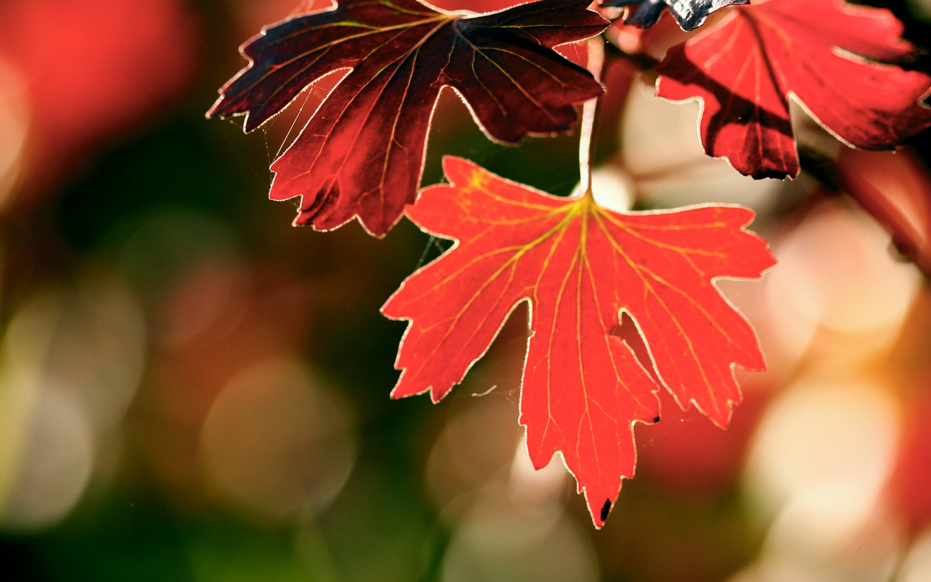 Red and dark red autumn leaves HD Wallpaper