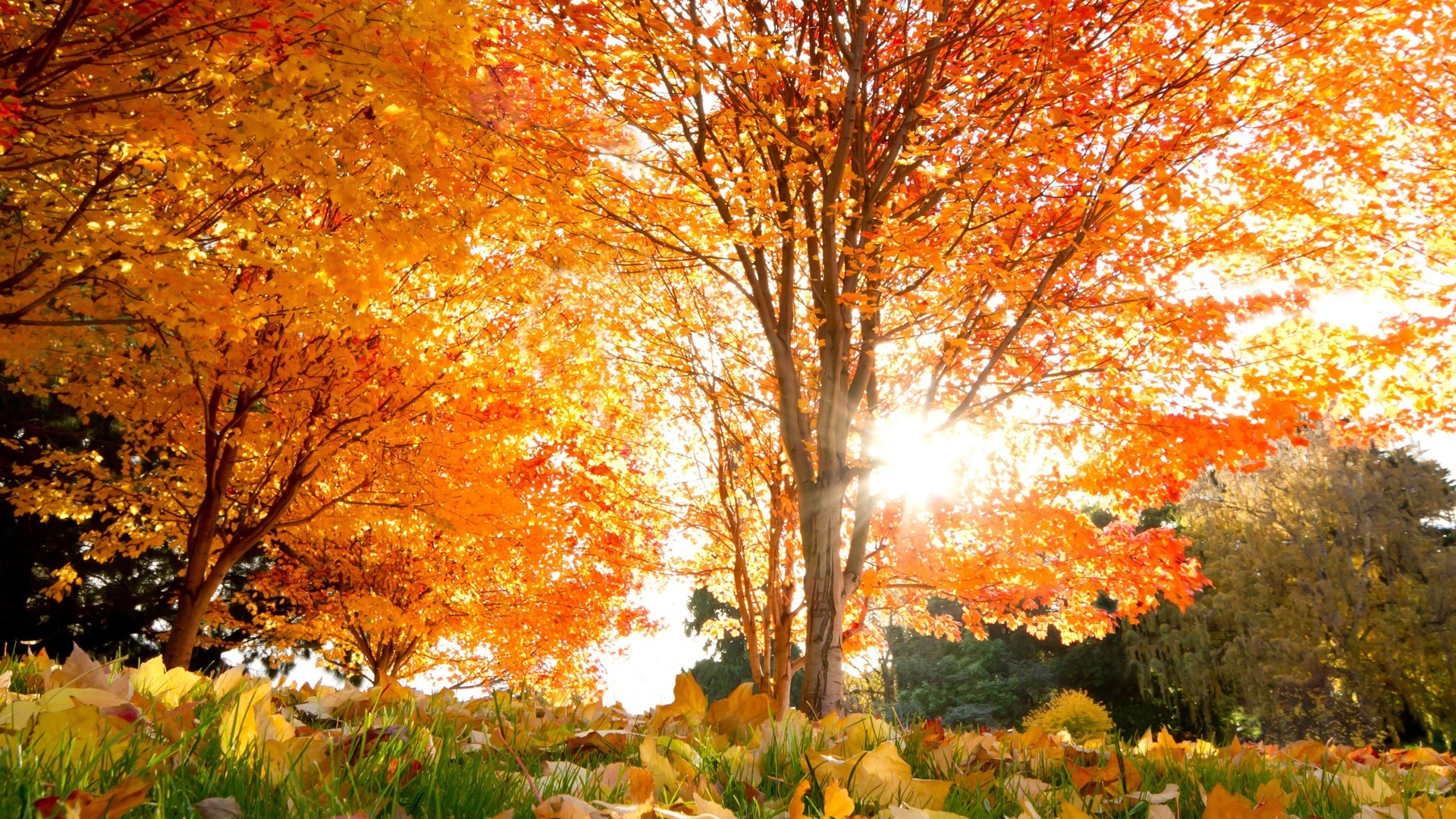 Autumn trees with sun shining through leaves HD Wallpaper