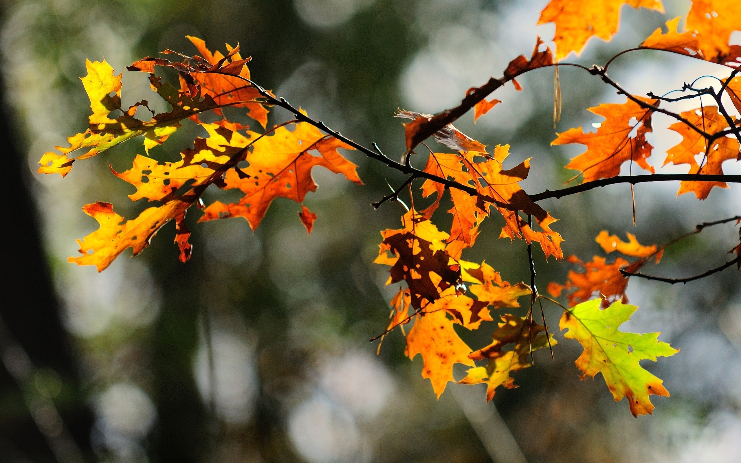 Autumn oak leaves on a branch HD Wallpaper