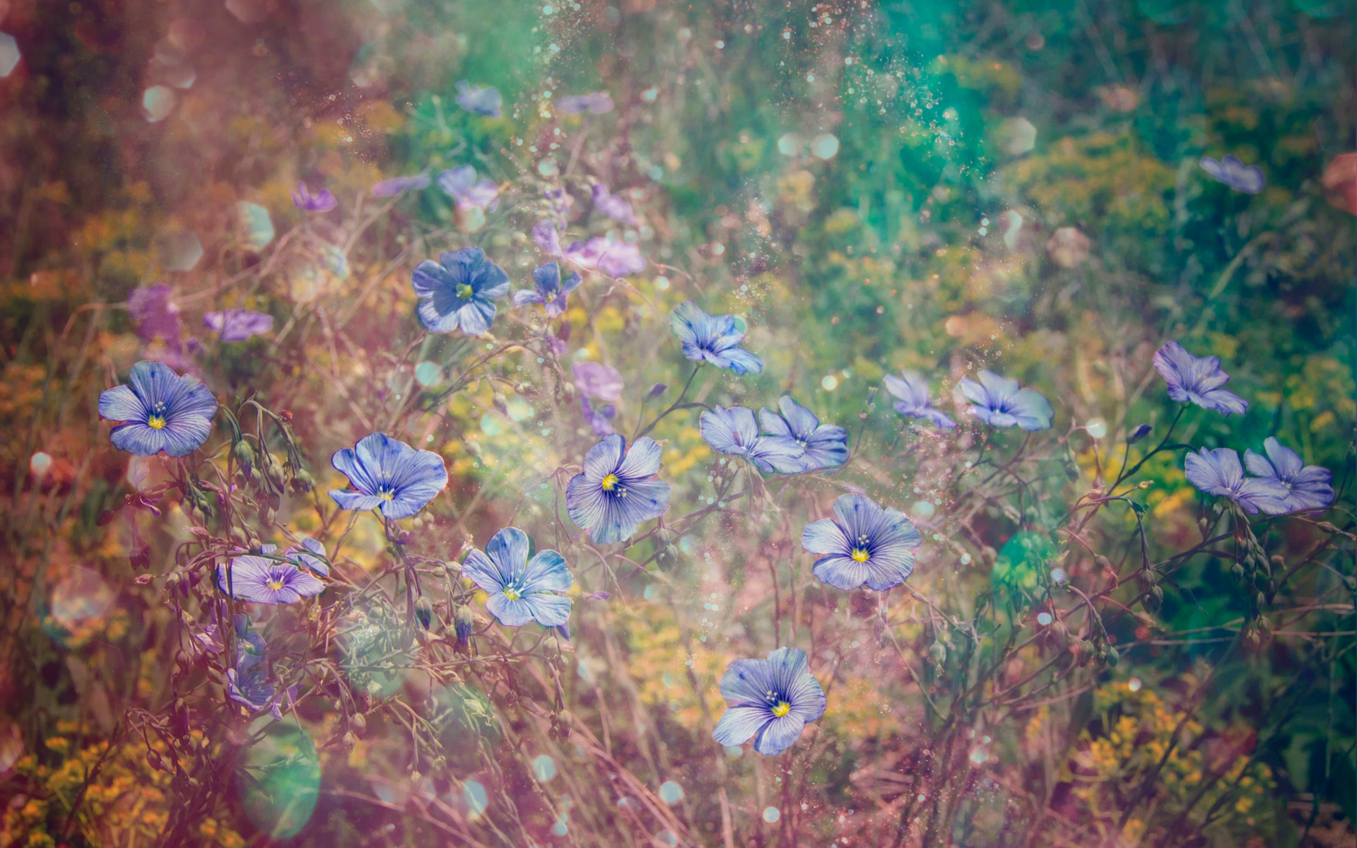Blue flowers in a field HD Wallpaper