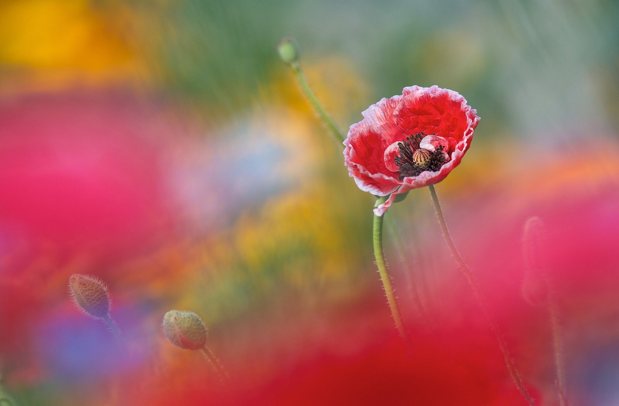 Red Poppy Flower in a Field HD Wallpaper