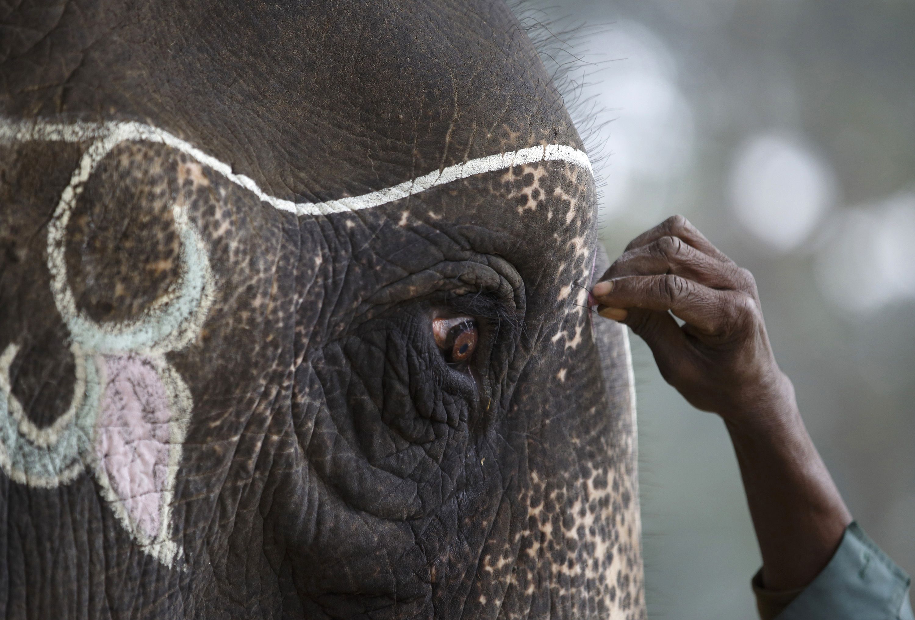 Close-up of an elephant's eye with decorative markings HD Wallpaper