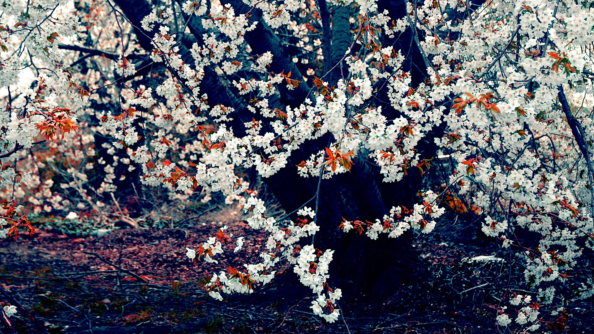 Cherry blossoms on a tree trunk HD Wallpaper