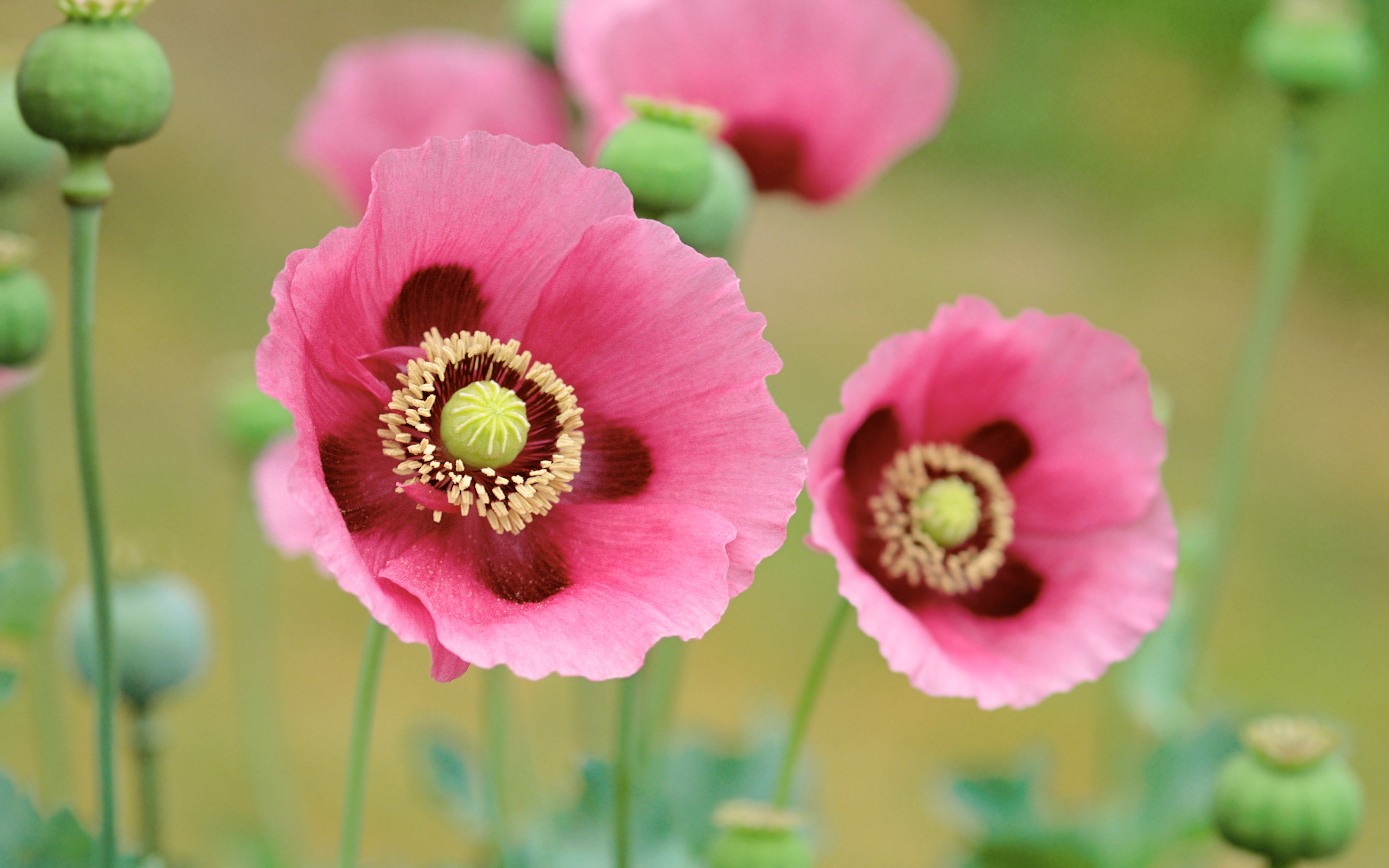 Pink Poppy Flowers and Seed Pods HD Wallpaper