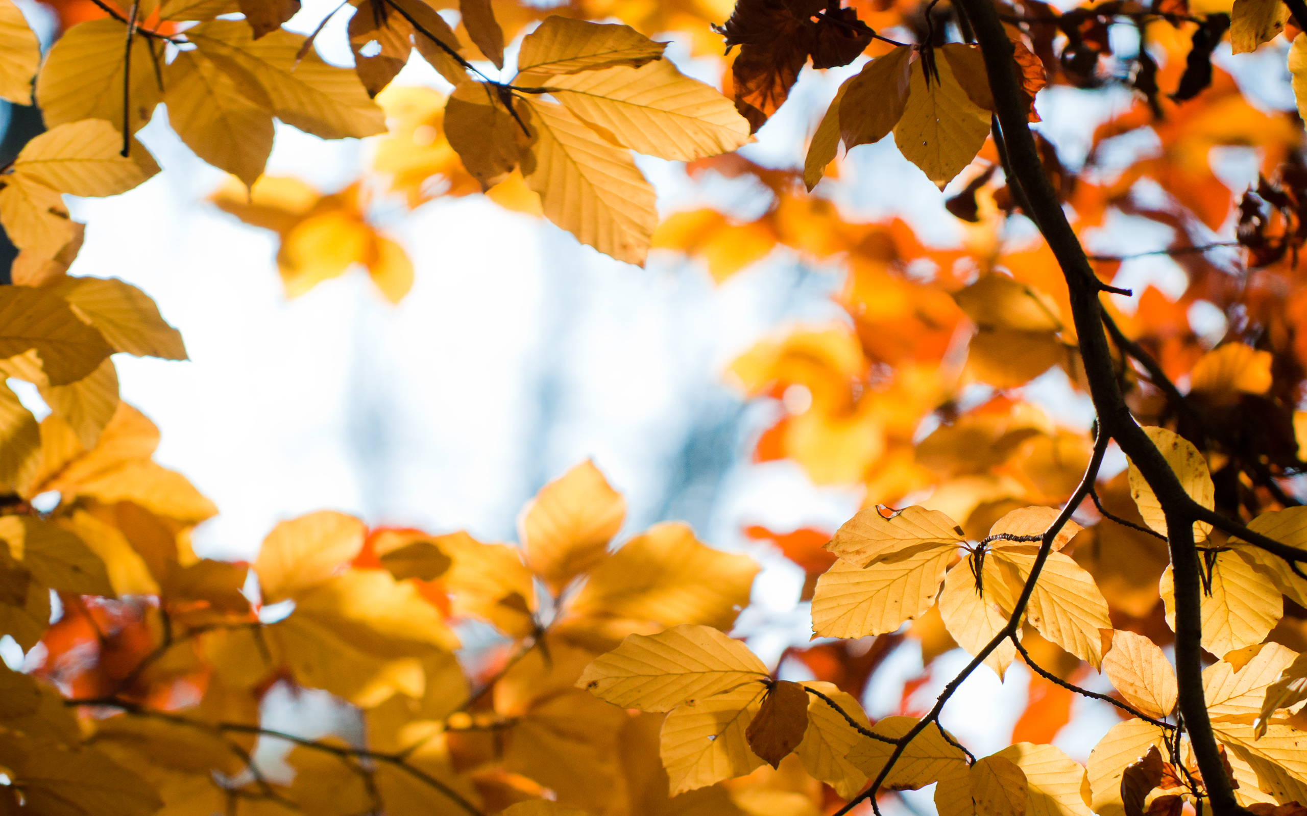 Autumn leaves on branches against sky HD Wallpaper