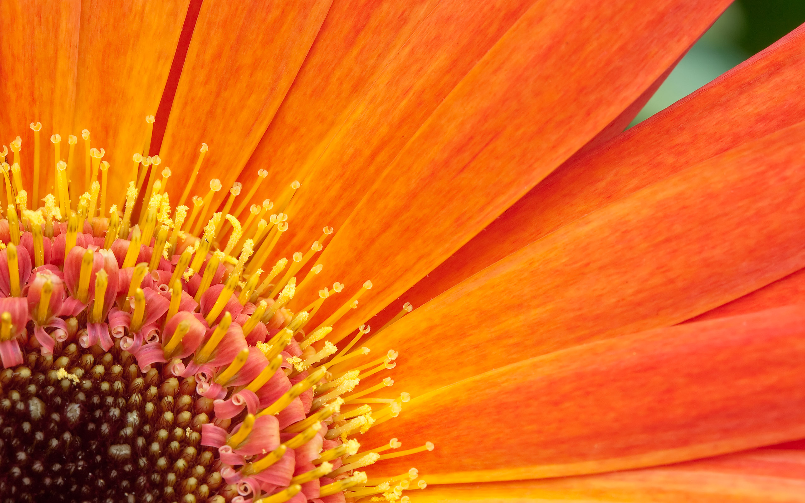 Close-up of an orange Gerbera Daisy flower HD Wallpaper