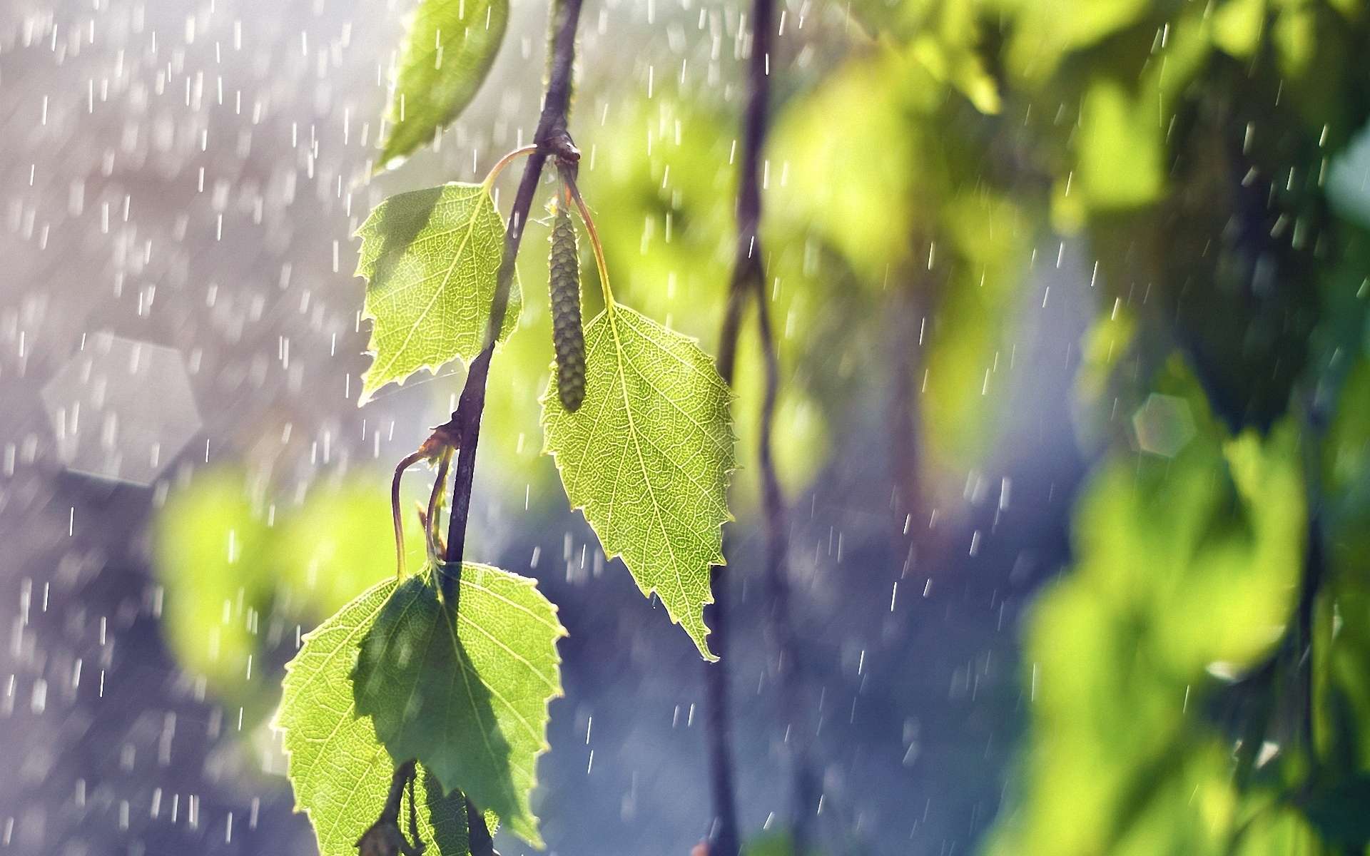 Green leaves in the rain HD Wallpaper