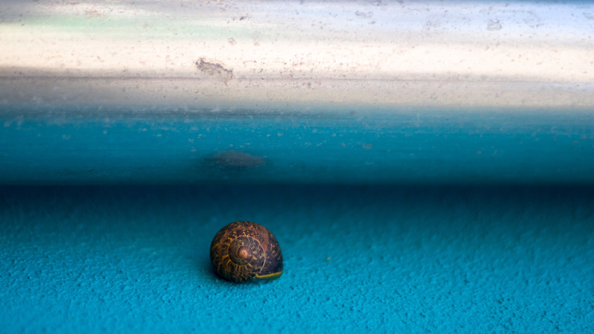 Snail on a blue surface HD Wallpaper