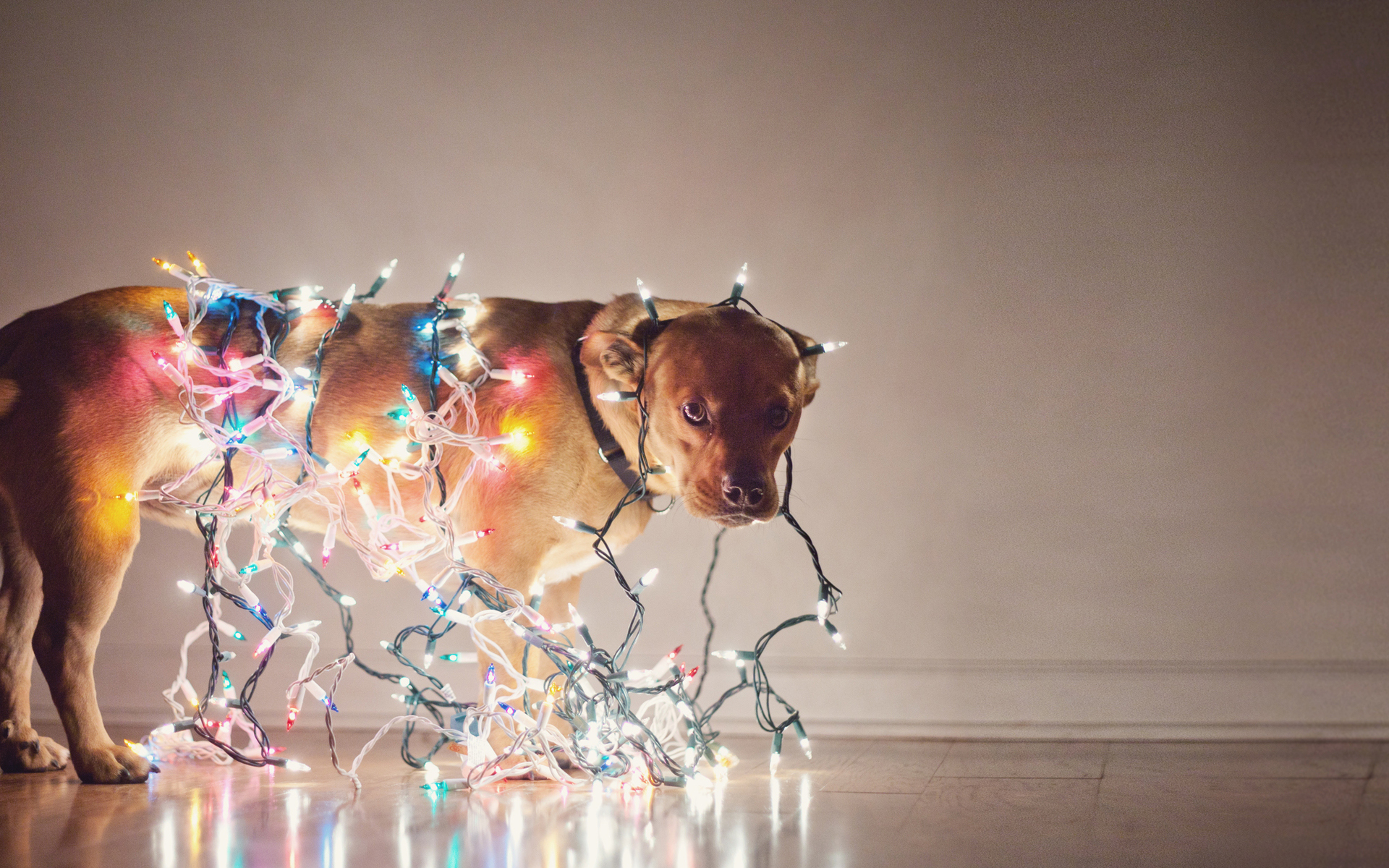 Dog tangled in Christmas lights HD Wallpaper