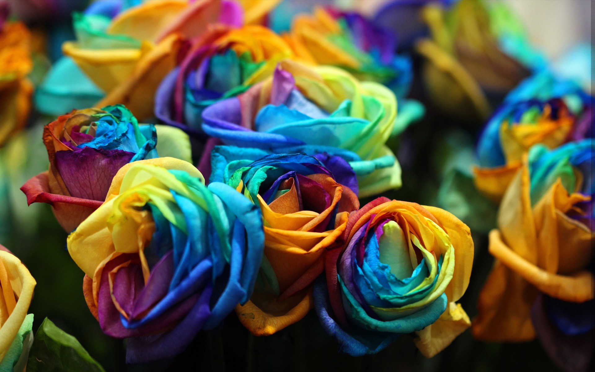 Colorful rainbow roses HD Wallpaper