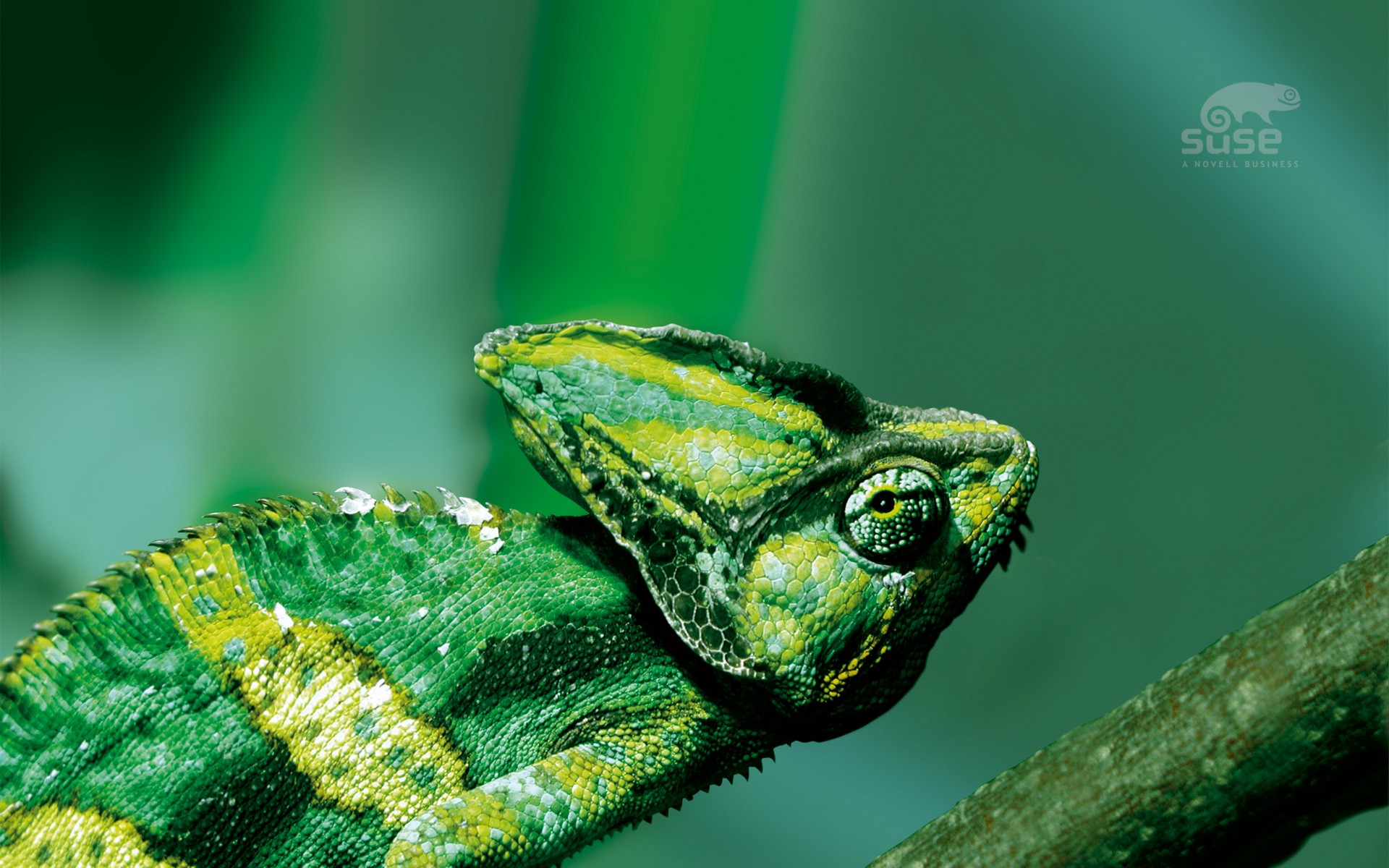 Green Chameleon on a Branch with SUSE Logo HD Wallpaper