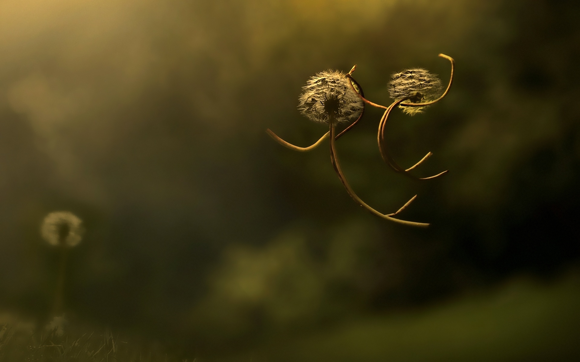 Two dandelions in macro photography HD Wallpaper