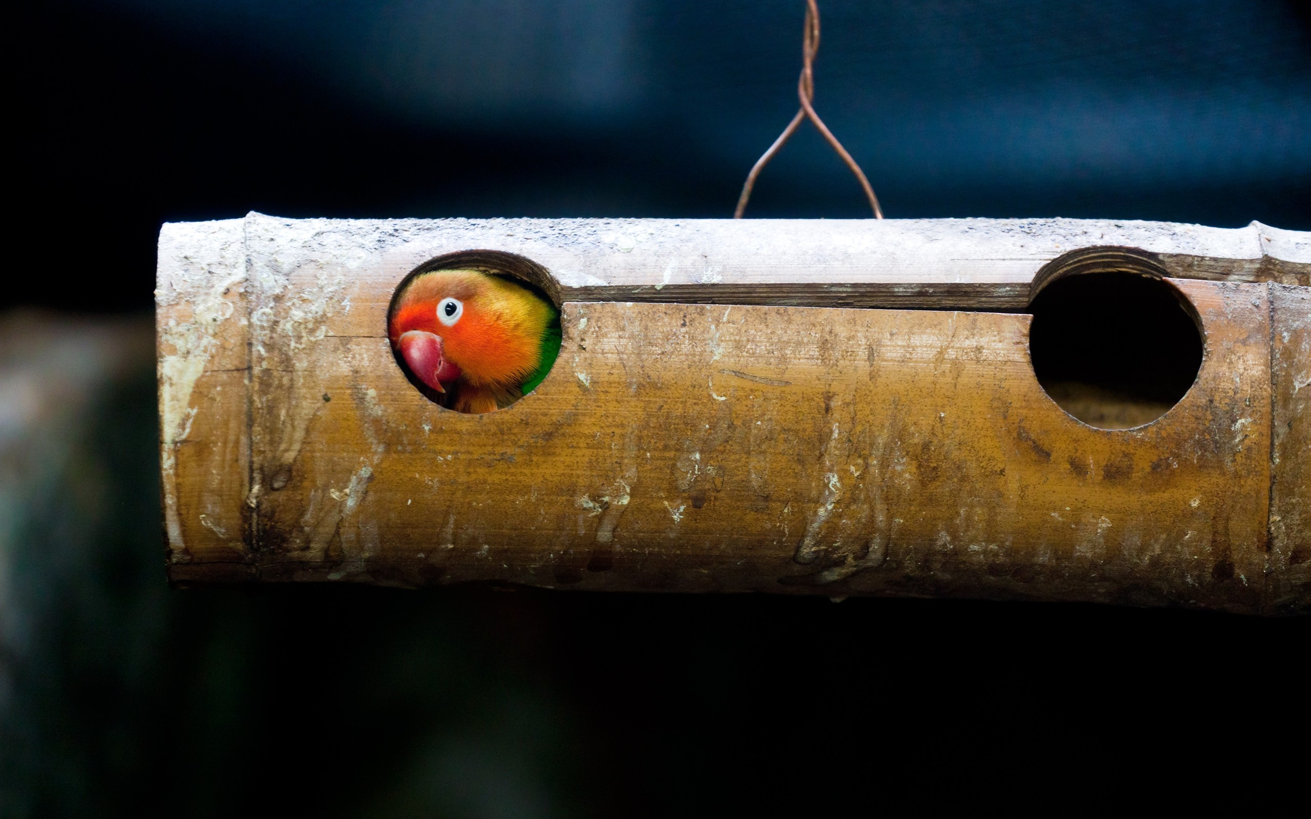 Lovebird peeking out of a bamboo birdhouse HD Wallpaper