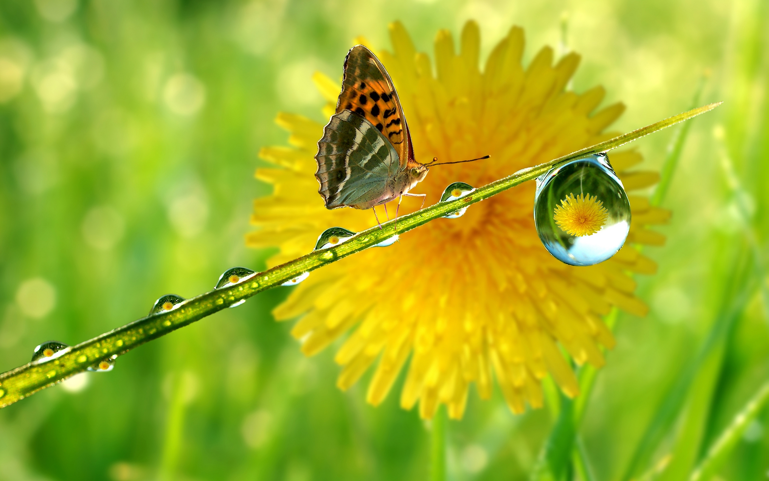 Butterfly on a blade of grass with dew drops and dandelion HD Wallpaper