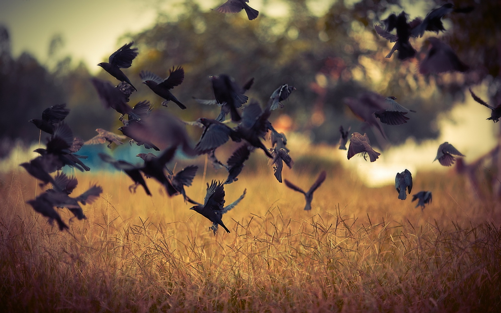 A flock of birds takes flight over a field HD Wallpaper