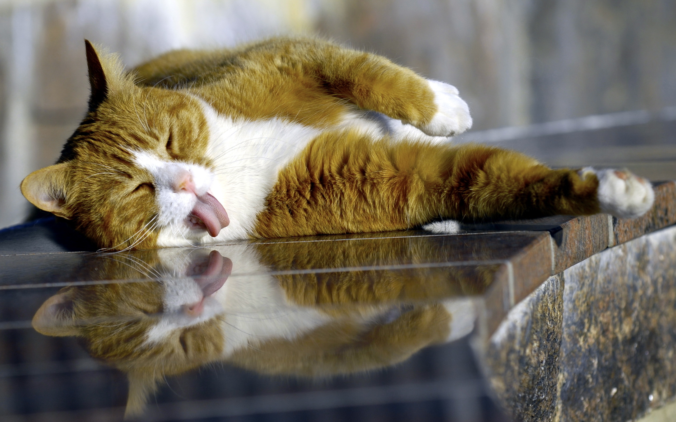Orange and white cat sleeping with tongue out HD Wallpaper