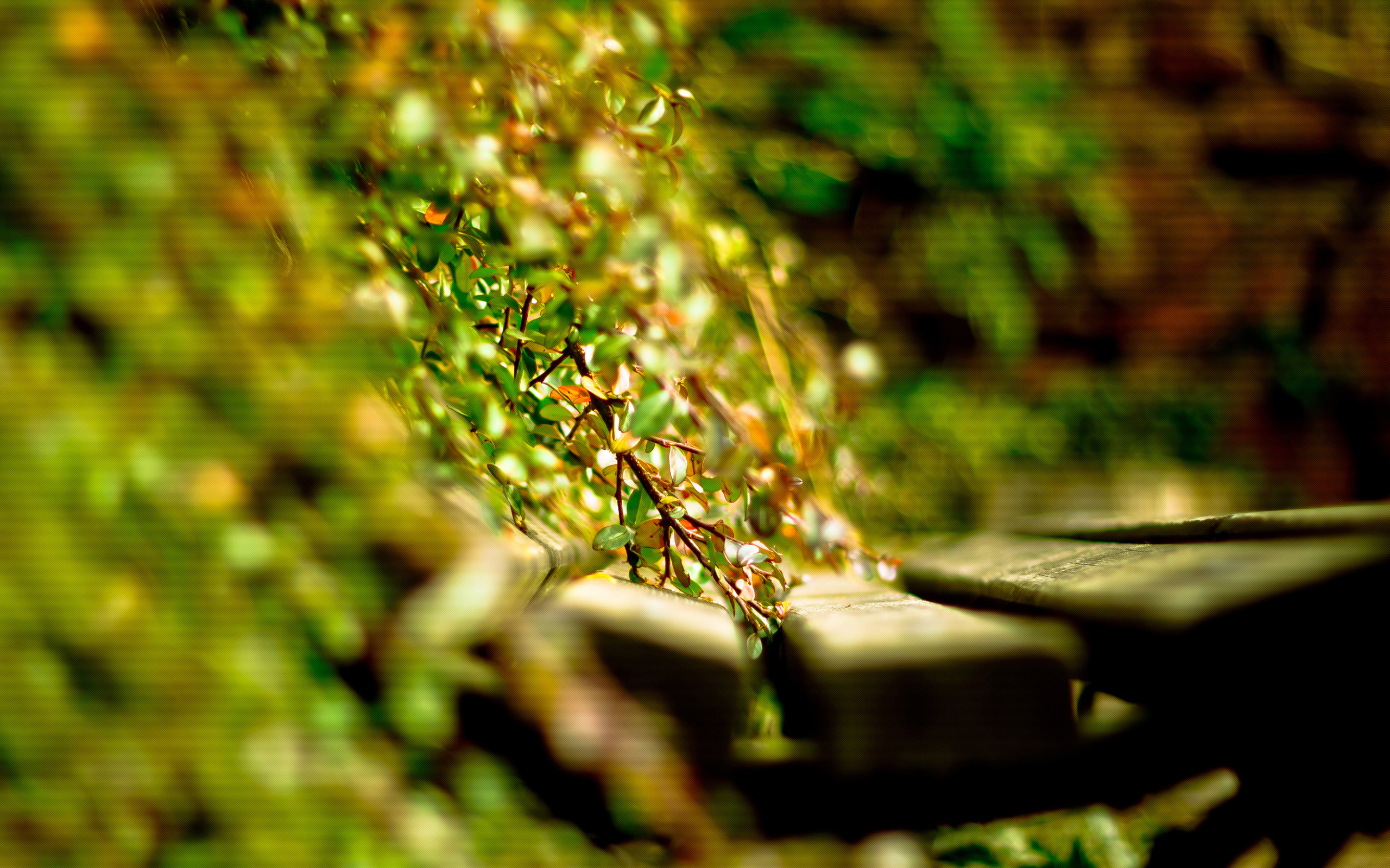 Close up of green foliage and wooden planks HD Wallpaper