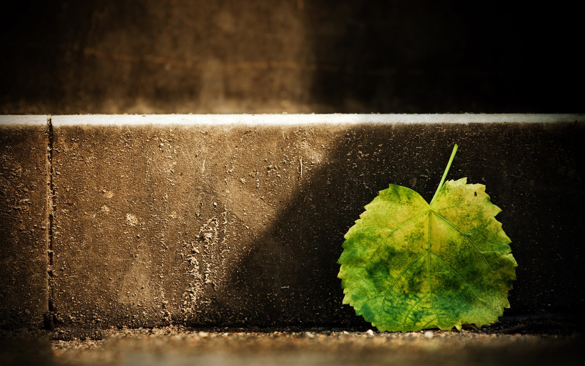 Green and yellow leaf on concrete step HD Wallpaper