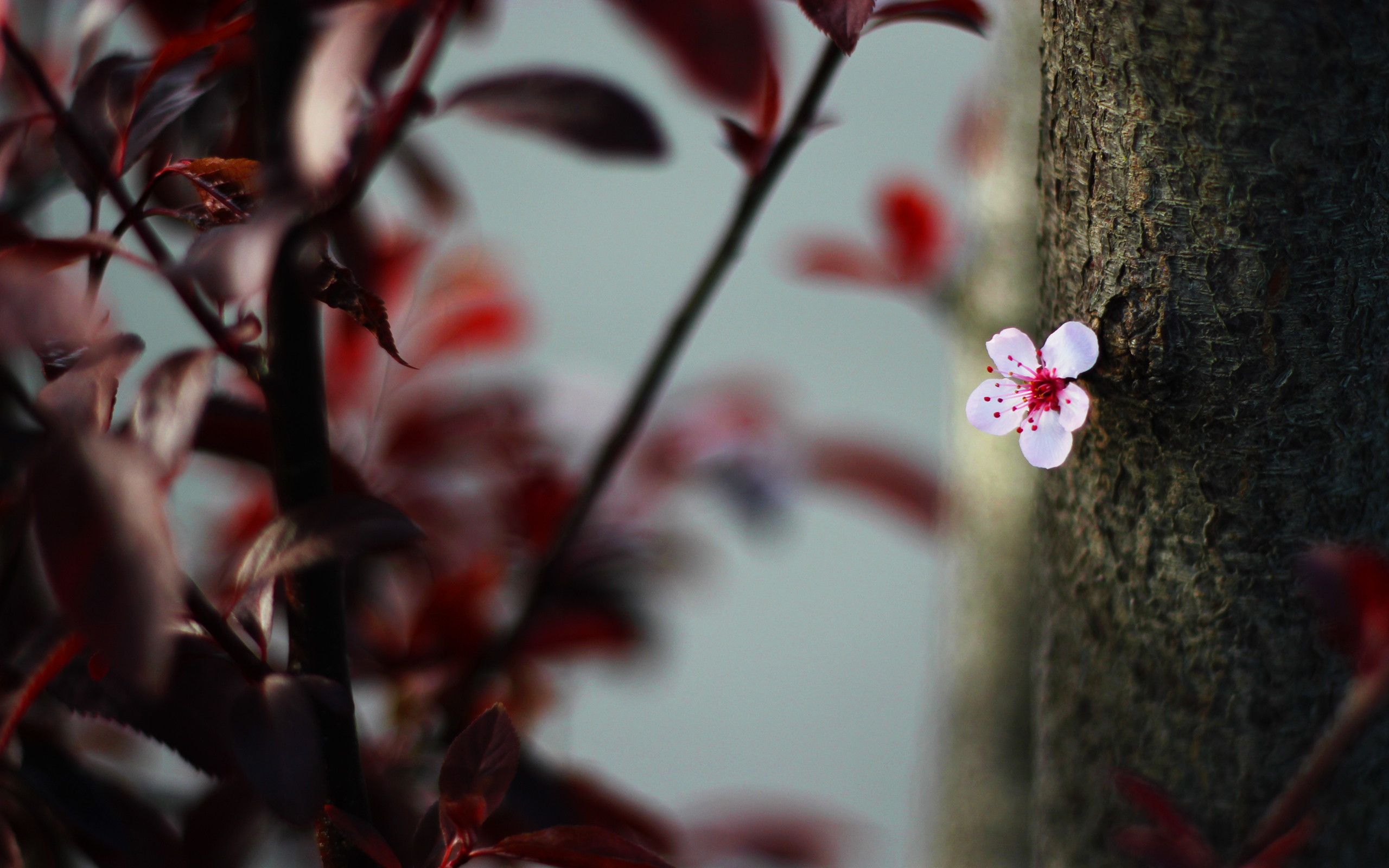 Single pink blossom on a tree trunk HD Wallpaper