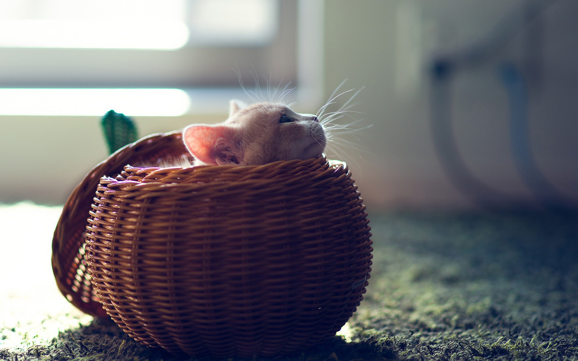Cat in a basket HD Wallpaper
