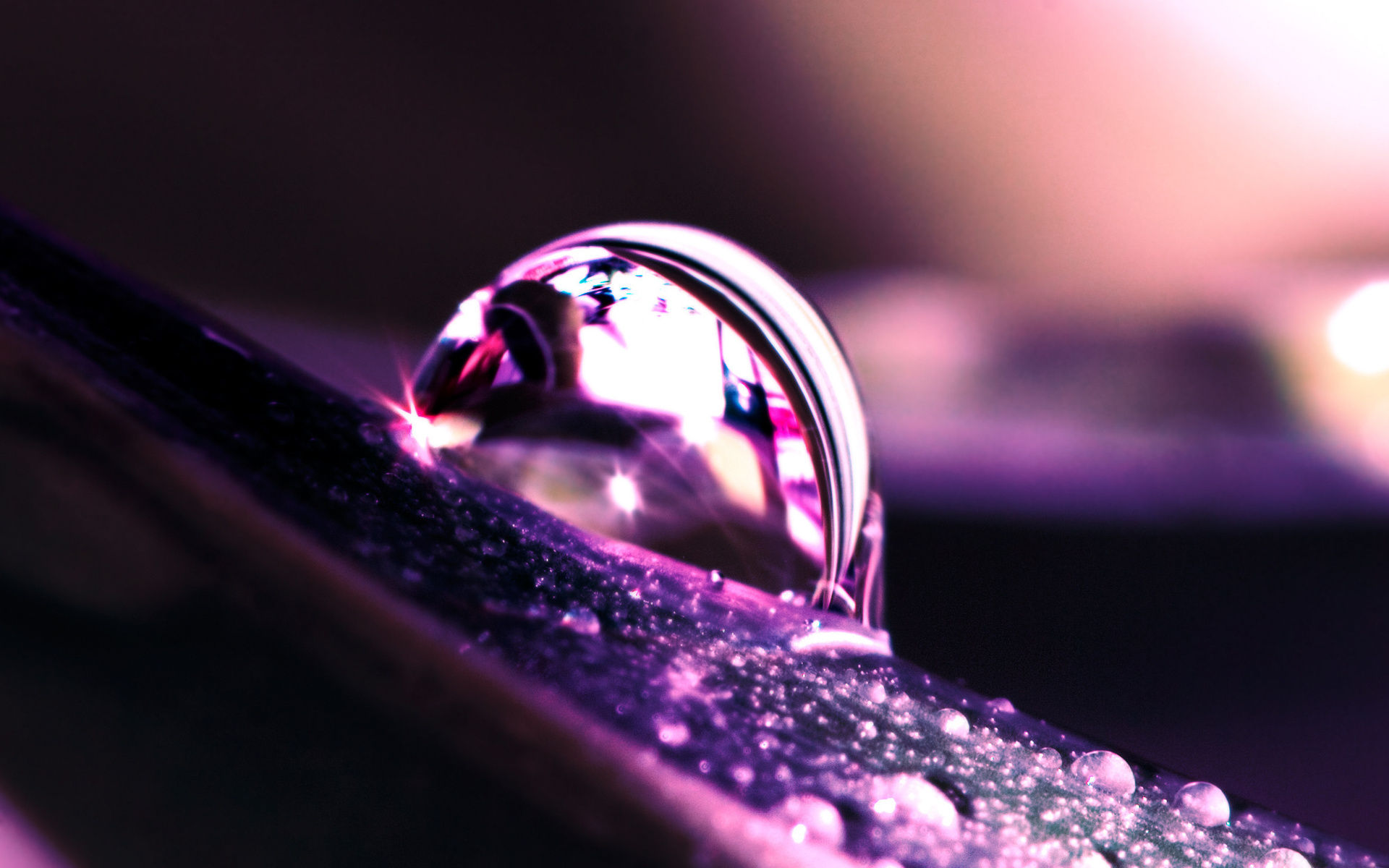 Water drop on a purple leaf HD Wallpaper