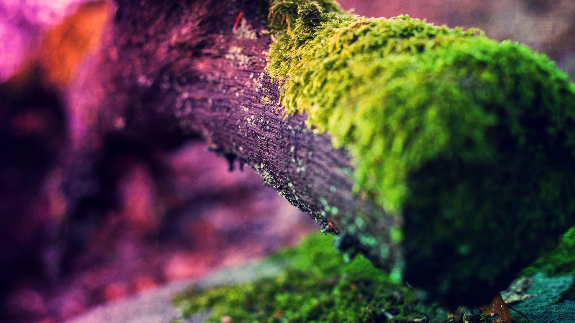 Mossy log with purple and pink background HD Wallpaper
