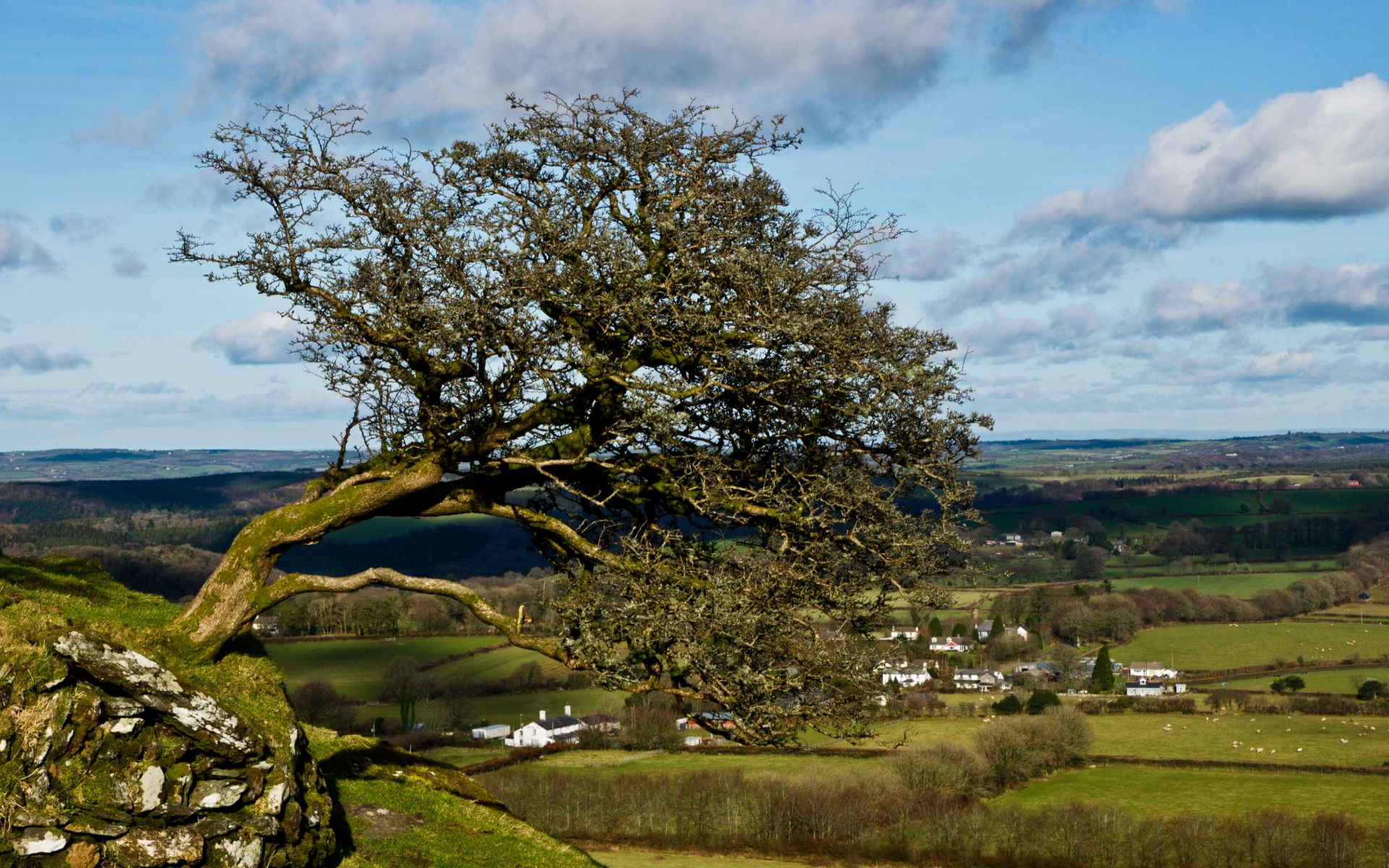 Bent tree on a rocky outcrop overlooking a village HD Wallpaper
