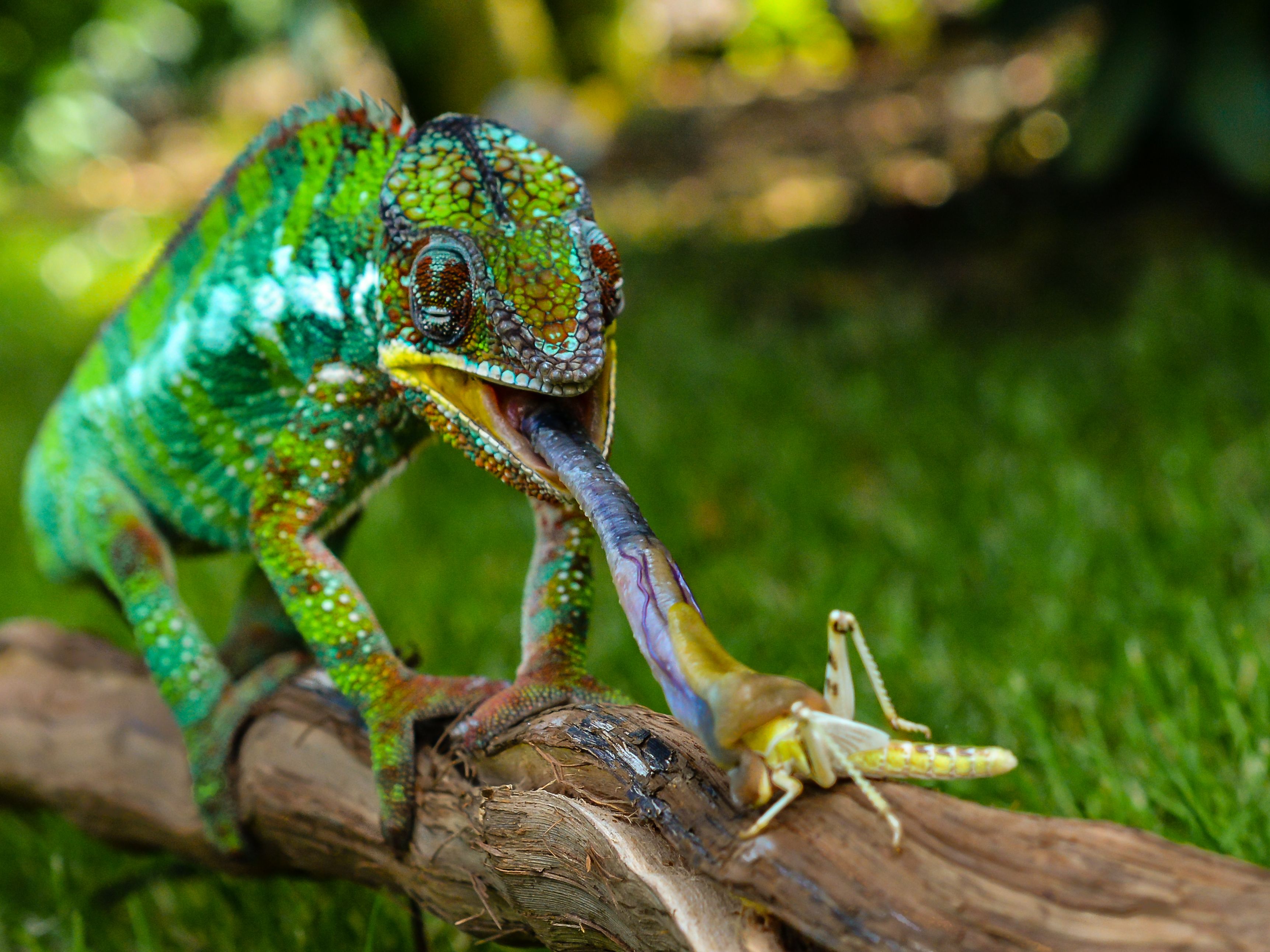 Chameleon eating a grasshopper on a branch HD Wallpaper