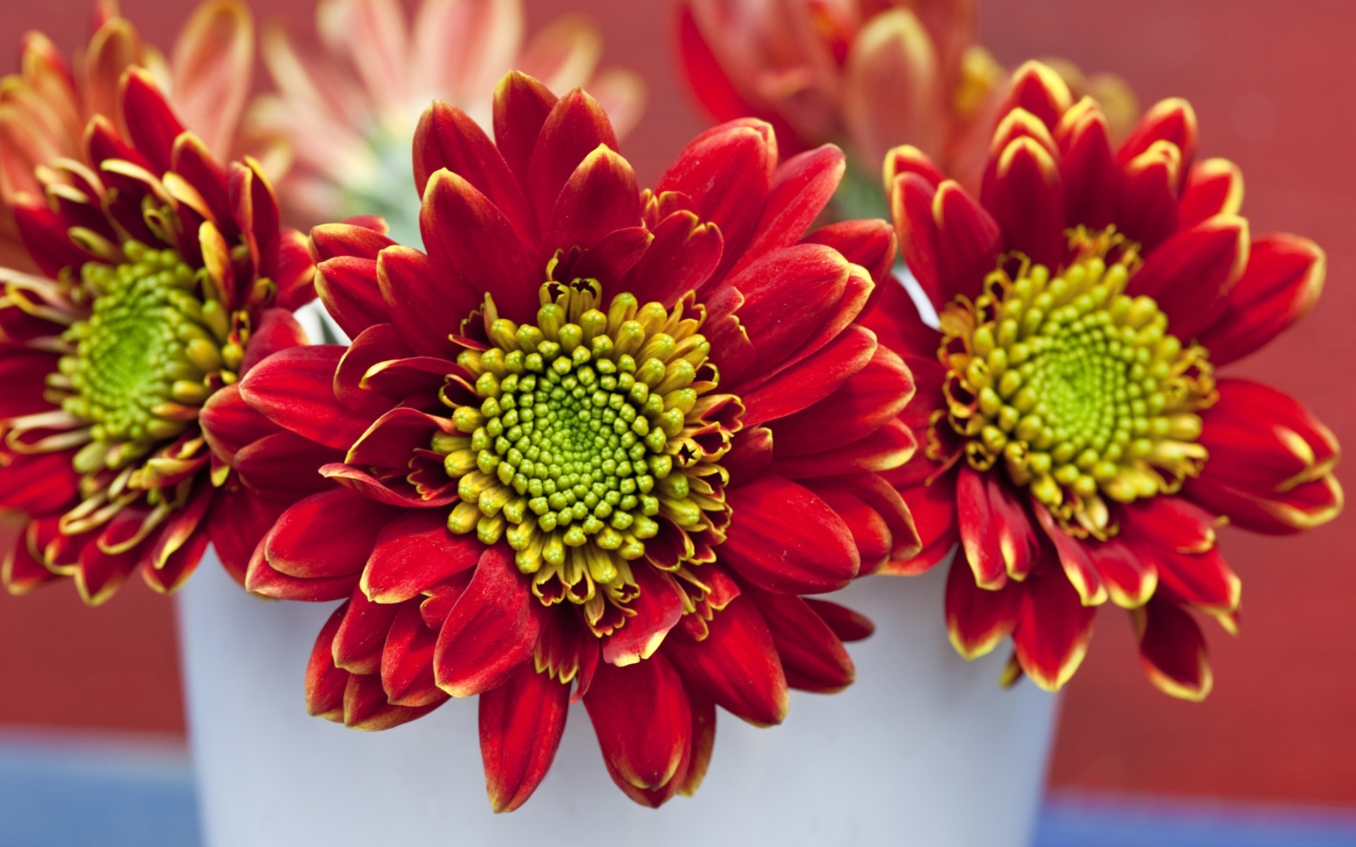 Red and yellow chrysanthemums in a white vase HD Wallpaper