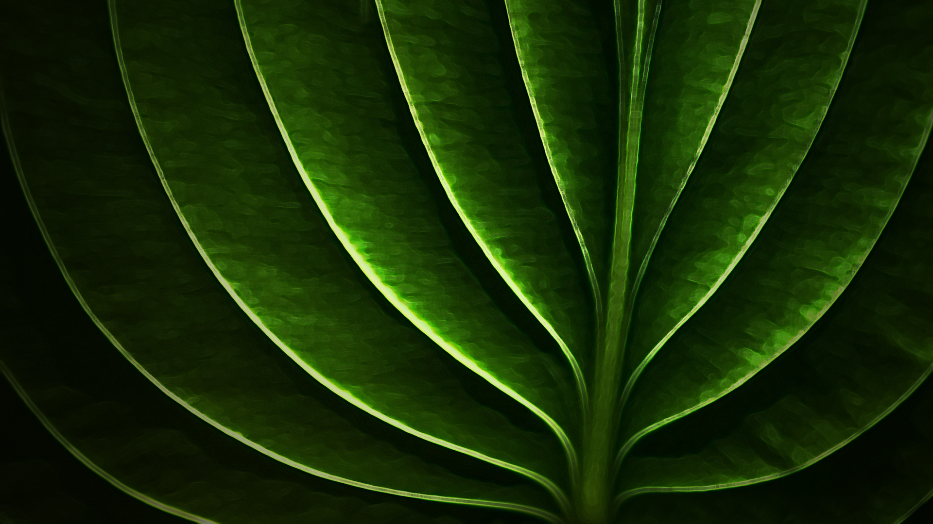 Close-up of a green leaf with prominent veins HD Wallpaper