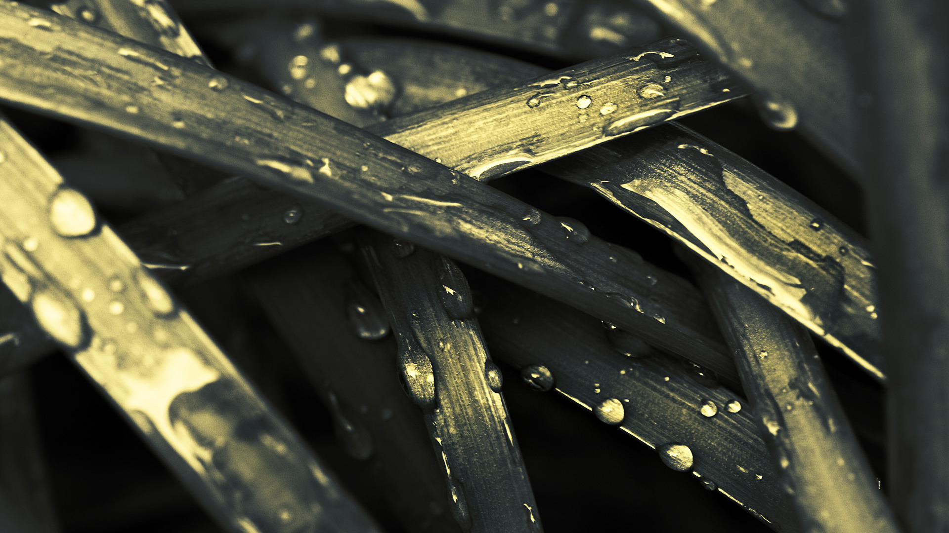 Close-up of grass blades with water droplets HD Wallpaper