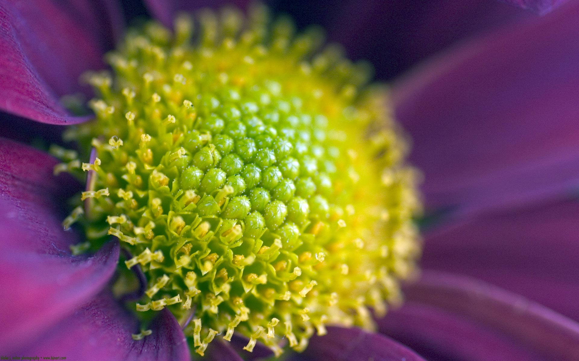 Close-up of a purple flower's center HD Wallpaper