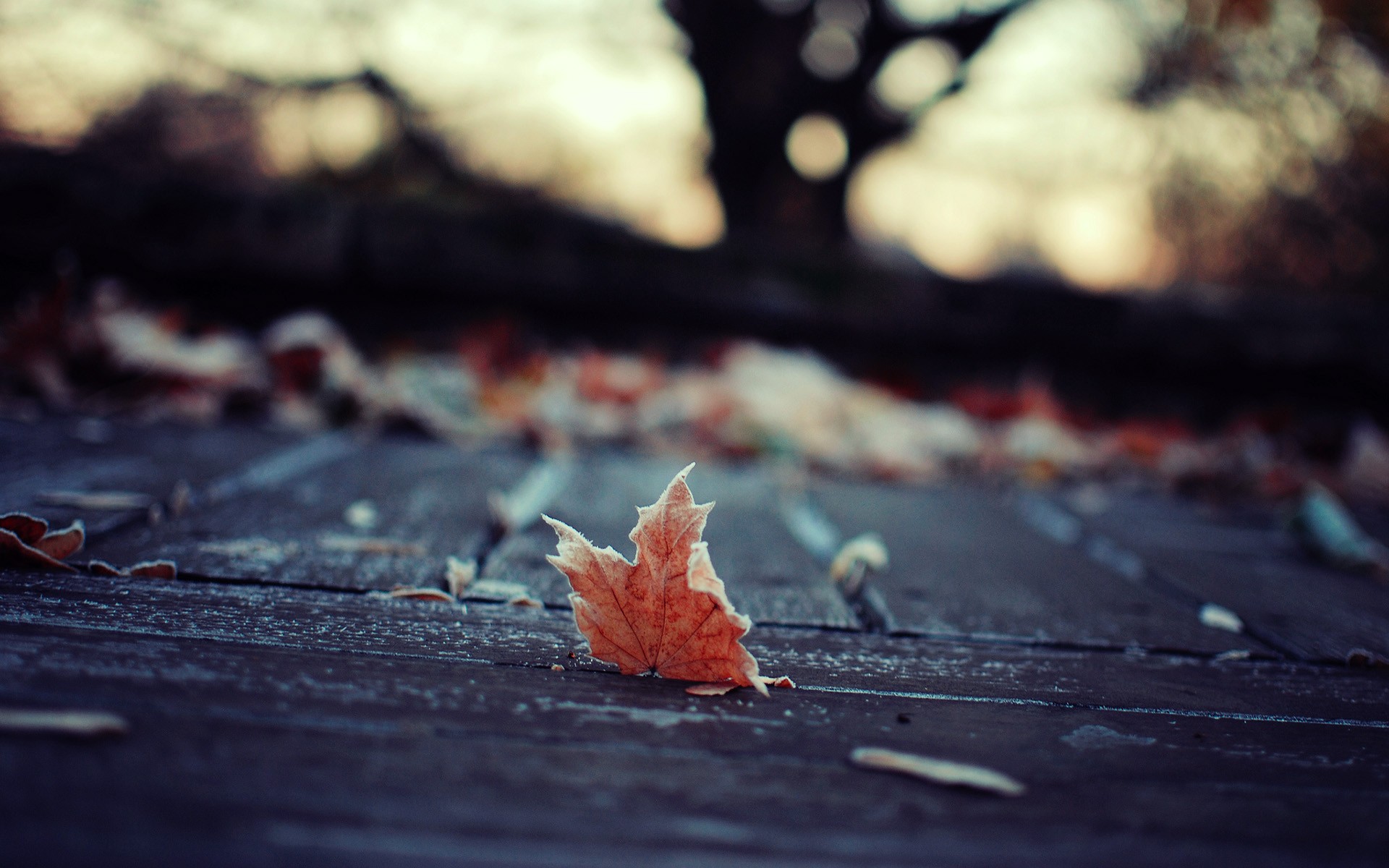 Autumn leaf on wooden planks HD Wallpaper