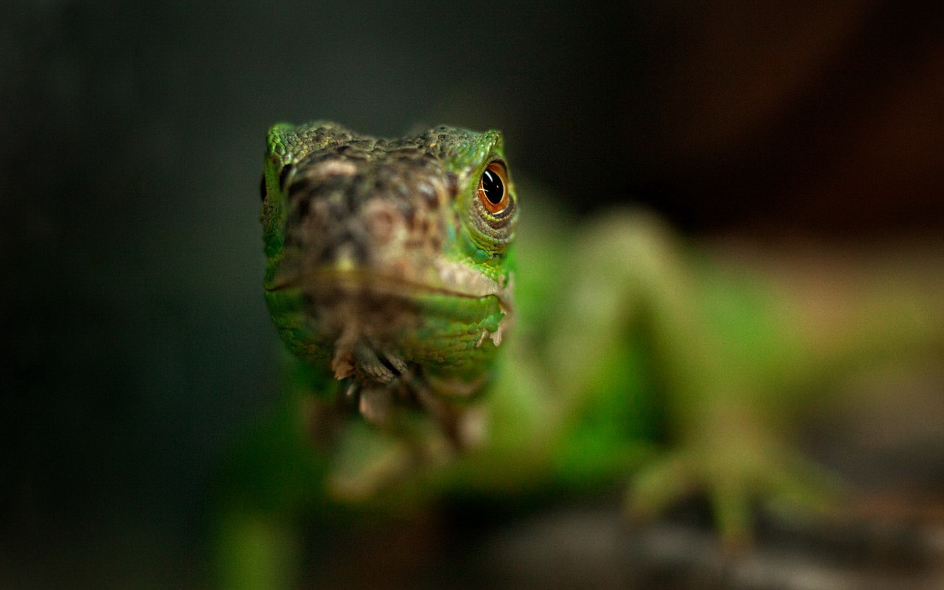 Close-up of a green lizard's face HD Wallpaper