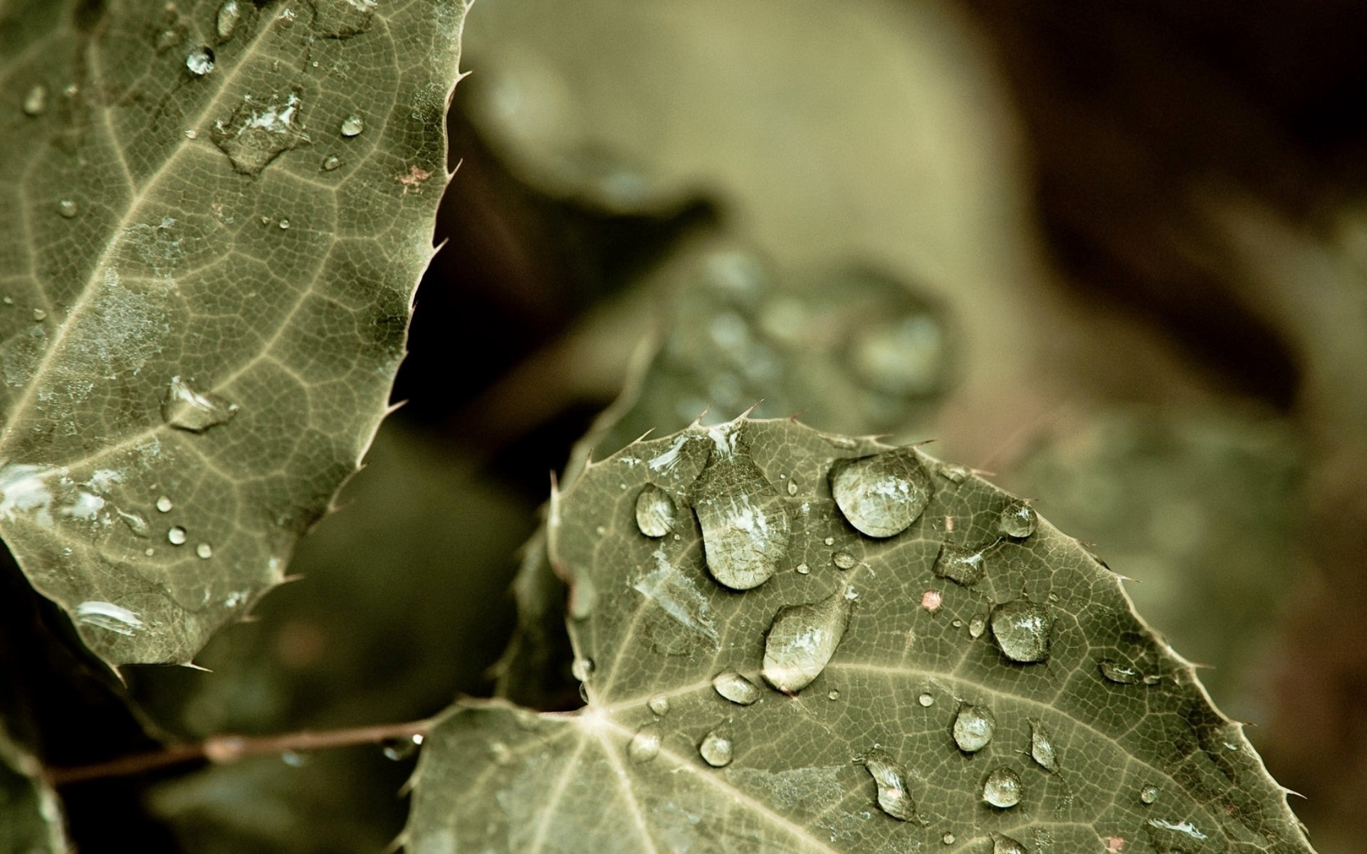 Close-up of wet green leaves HD Wallpaper