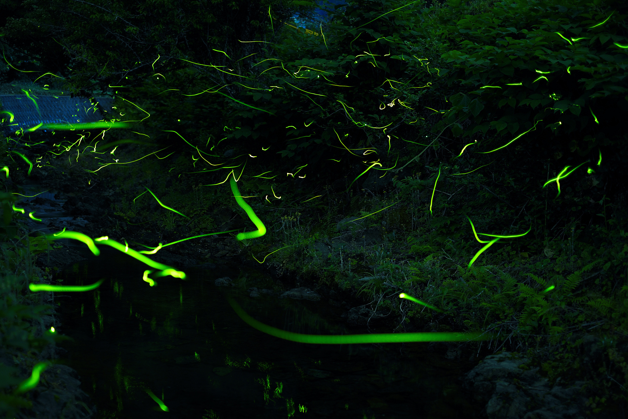 Fireflies over a stream at night HD Wallpaper