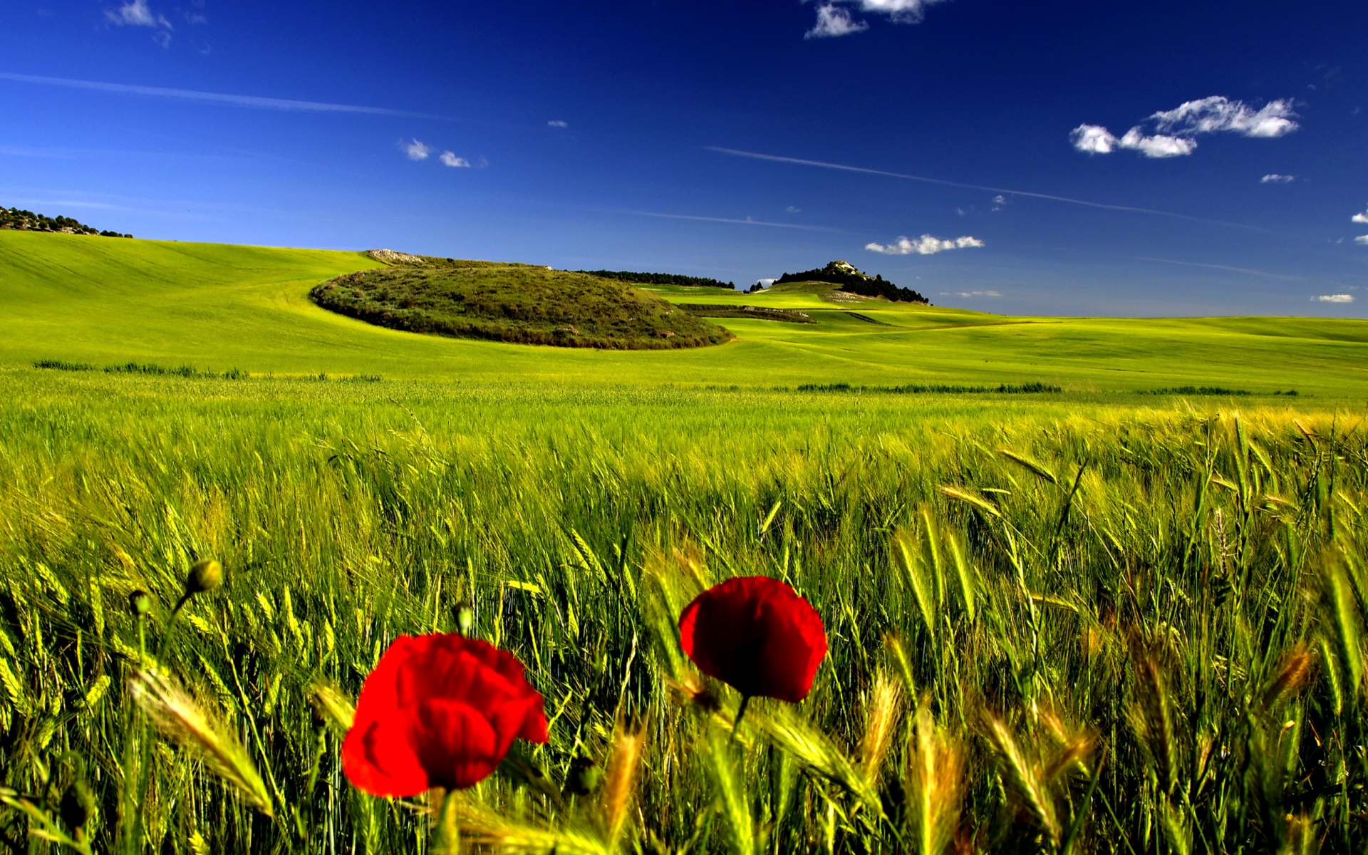 Poppies in a green field under a blue sky HD Wallpaper