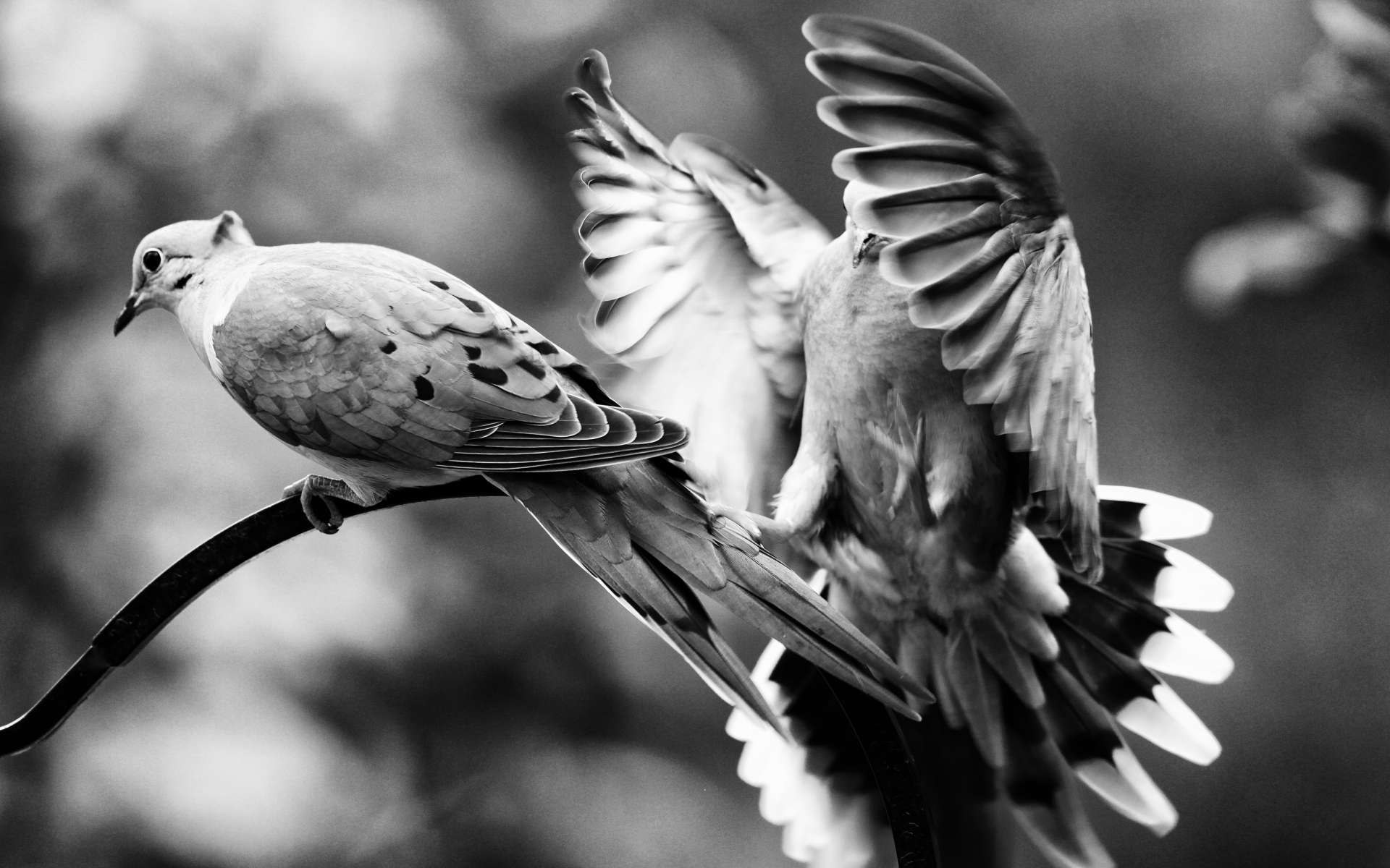 Two doves perched on a branch HD Wallpaper