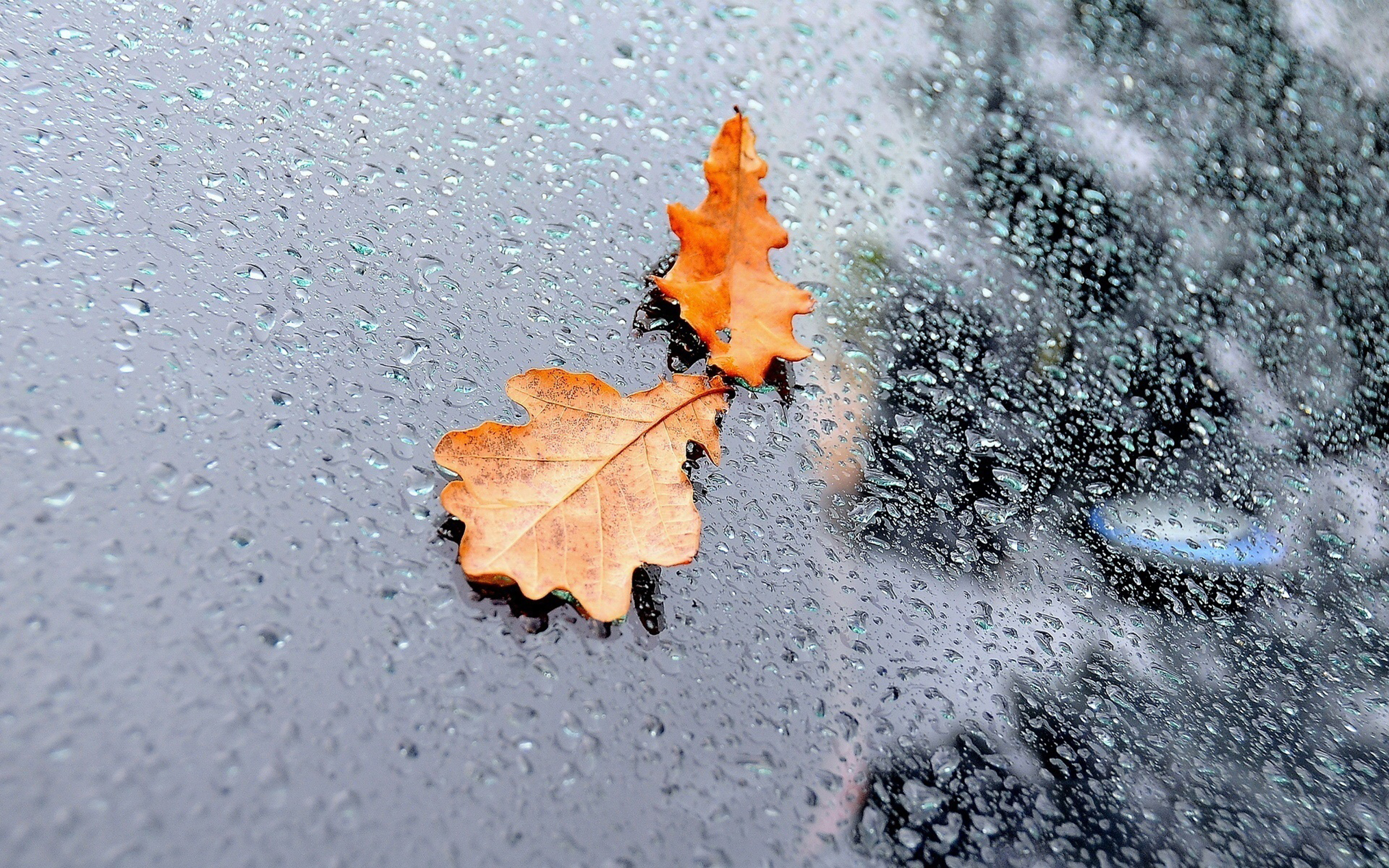 Two oak leaves on a wet surface HD Wallpaper