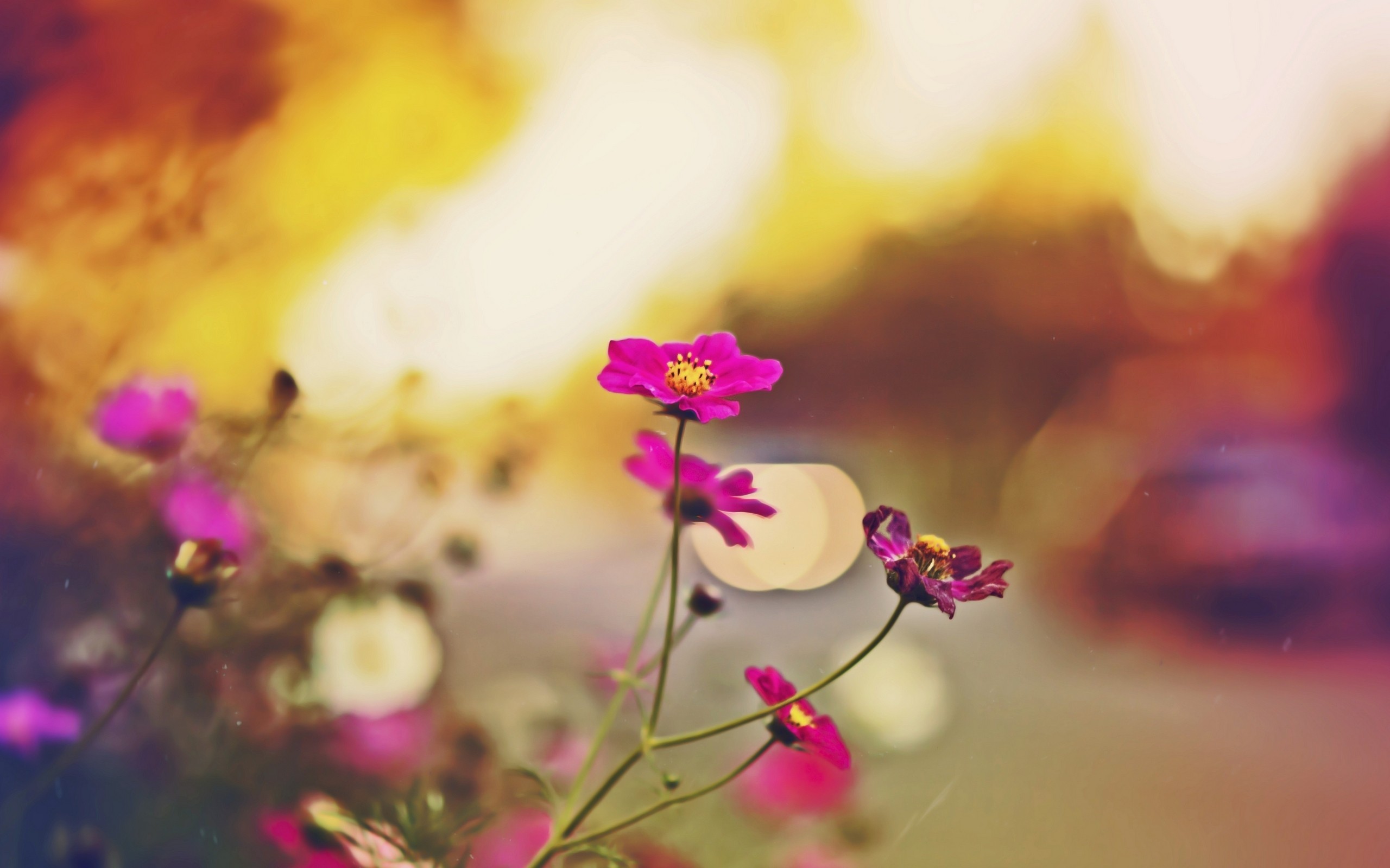 Pink flowers with bokeh background HD Wallpaper