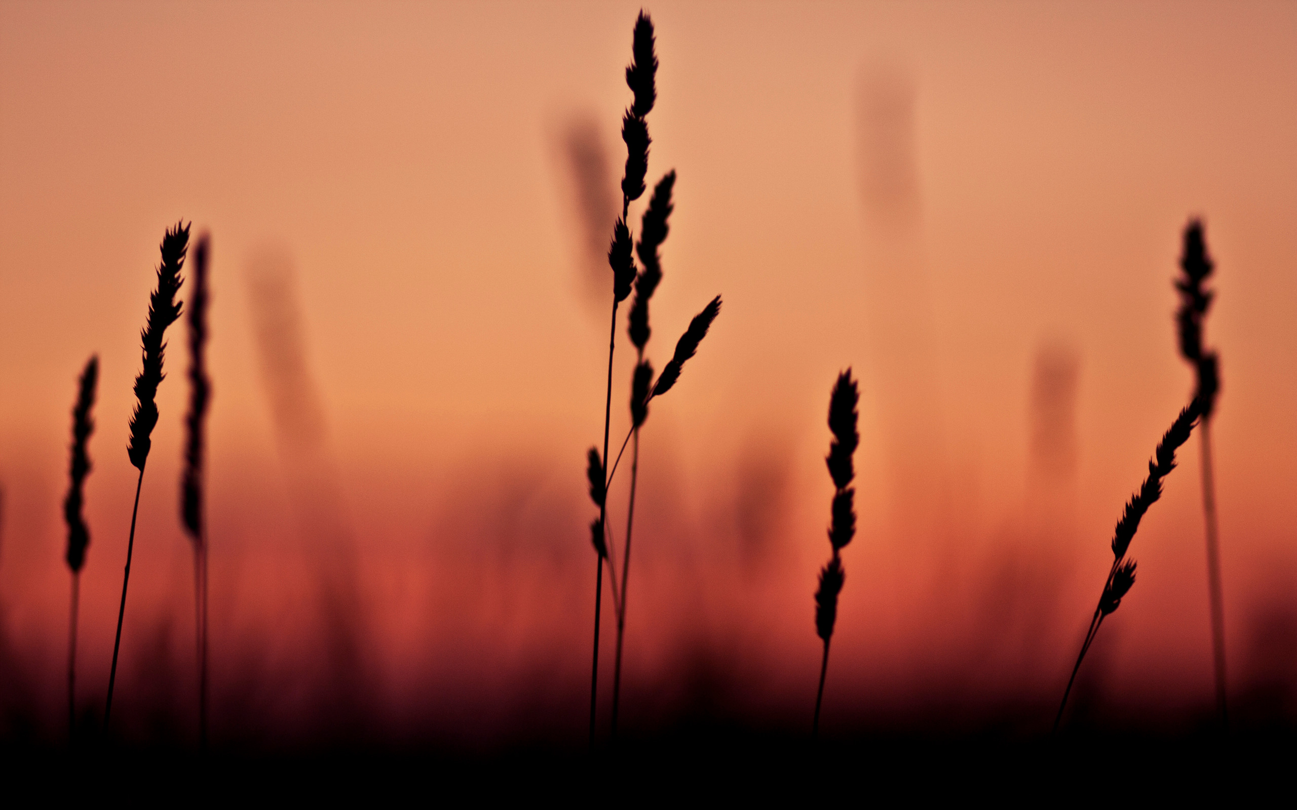 Silhouettes of grass against an orange sunset HD Wallpaper