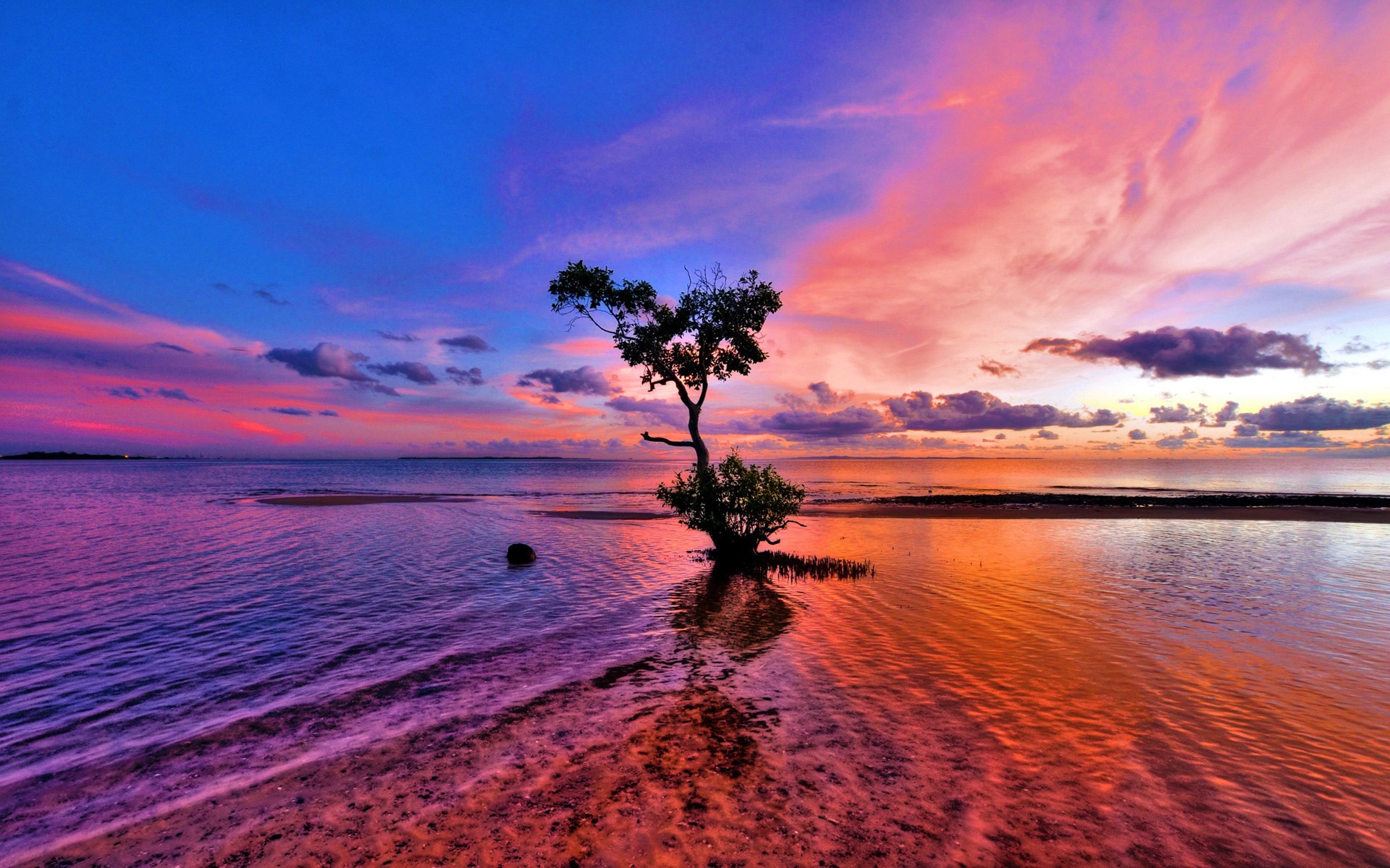 Lone tree in the ocean during a colorful sunset HD Wallpaper