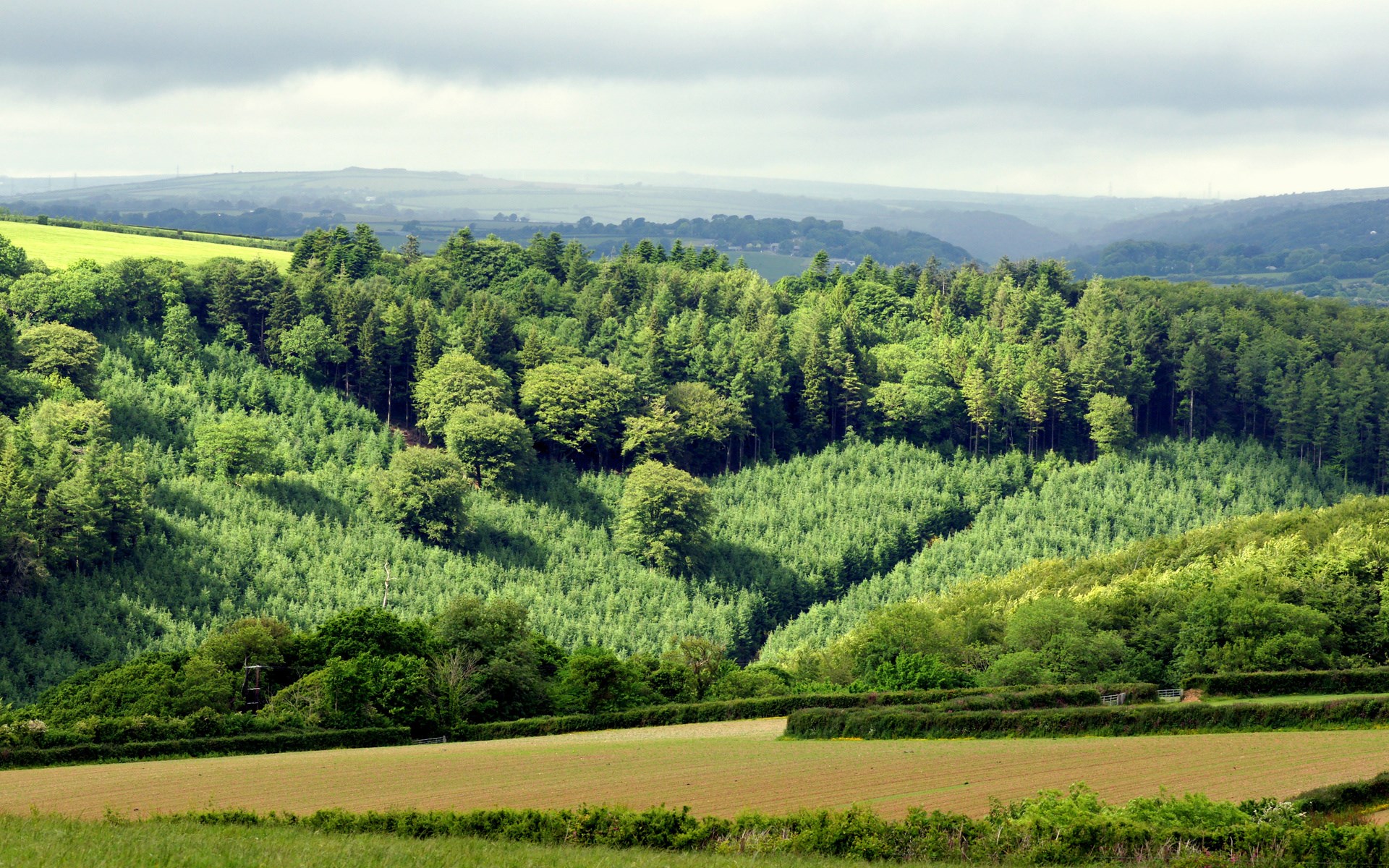 Rolling green hills with a dense forest HD Wallpaper