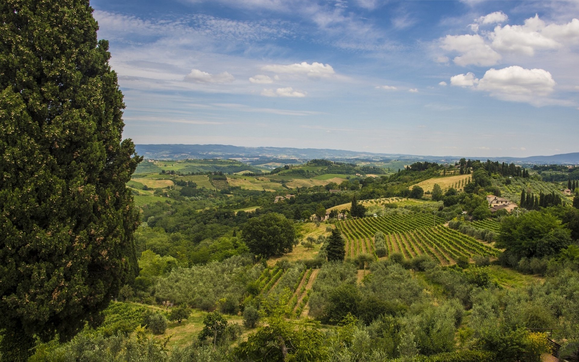 Tuscan landscape with vineyards and olive groves HD Wallpaper