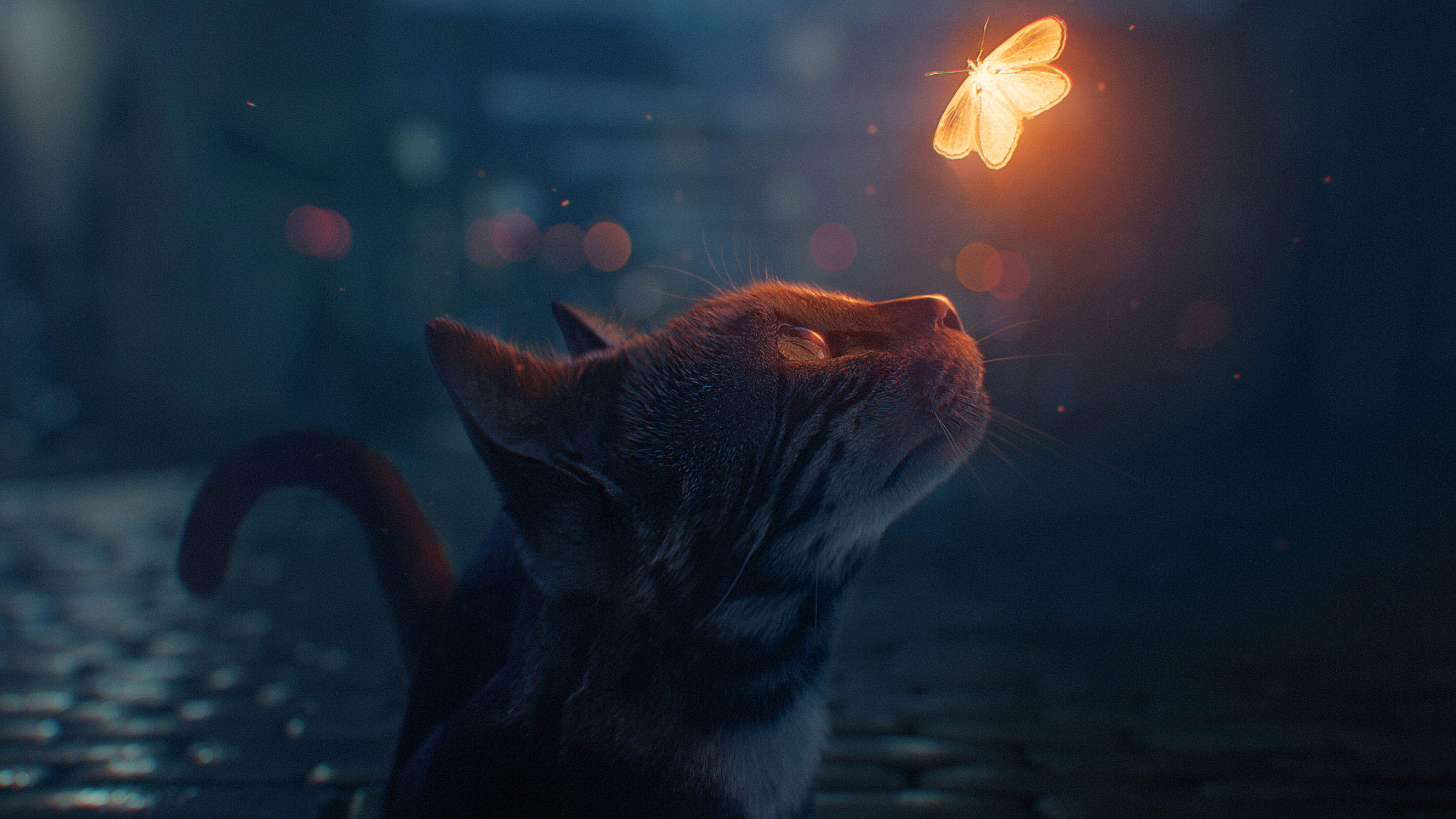 Cat looking at a glowing butterfly HD Wallpaper