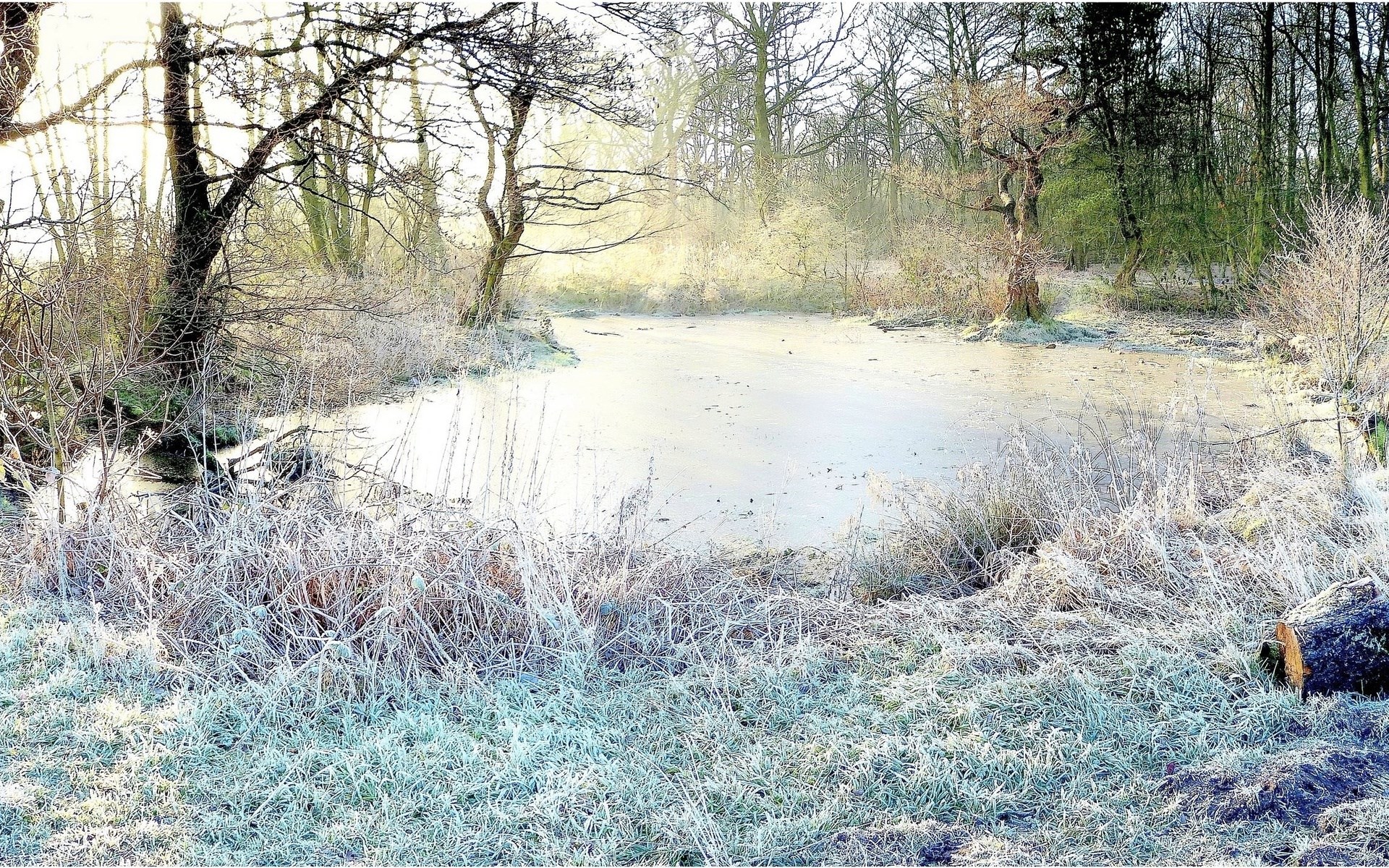Frozen pond and trees in winter HD Wallpaper