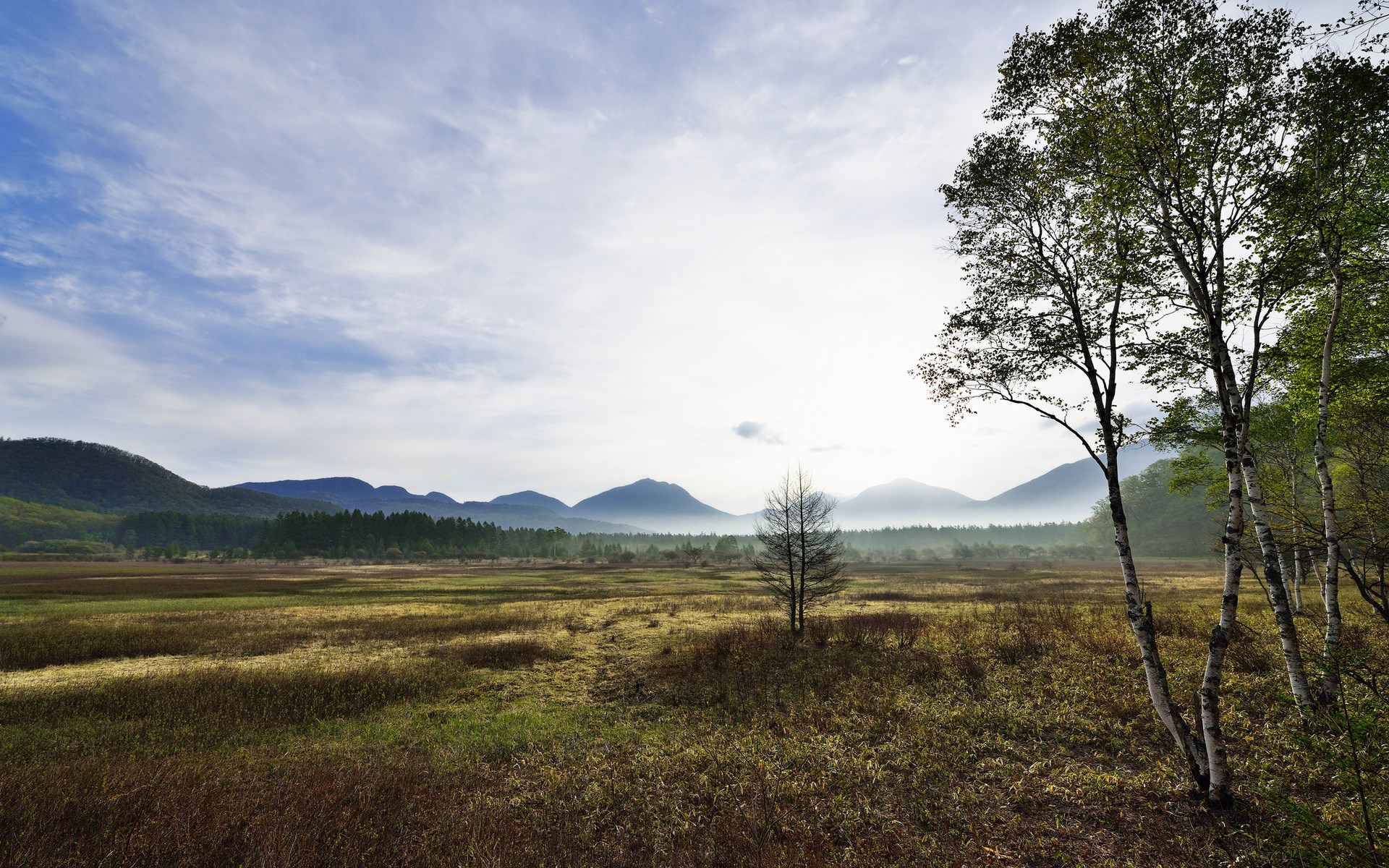 Misty Mountain Landscape with Birch Trees HD Wallpaper