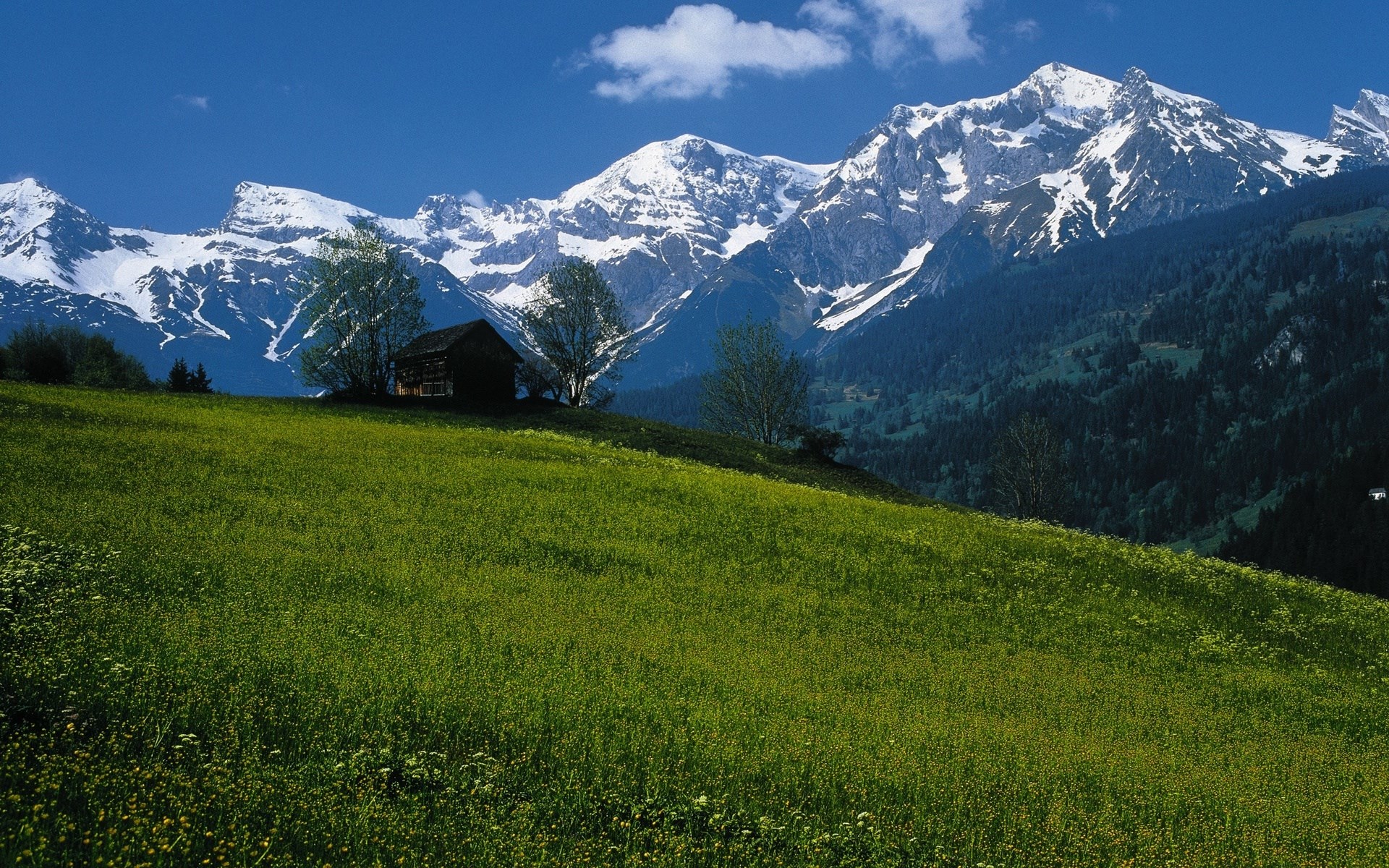 Green meadow with wooden cabin and snow-capped mountains HD Wallpaper
