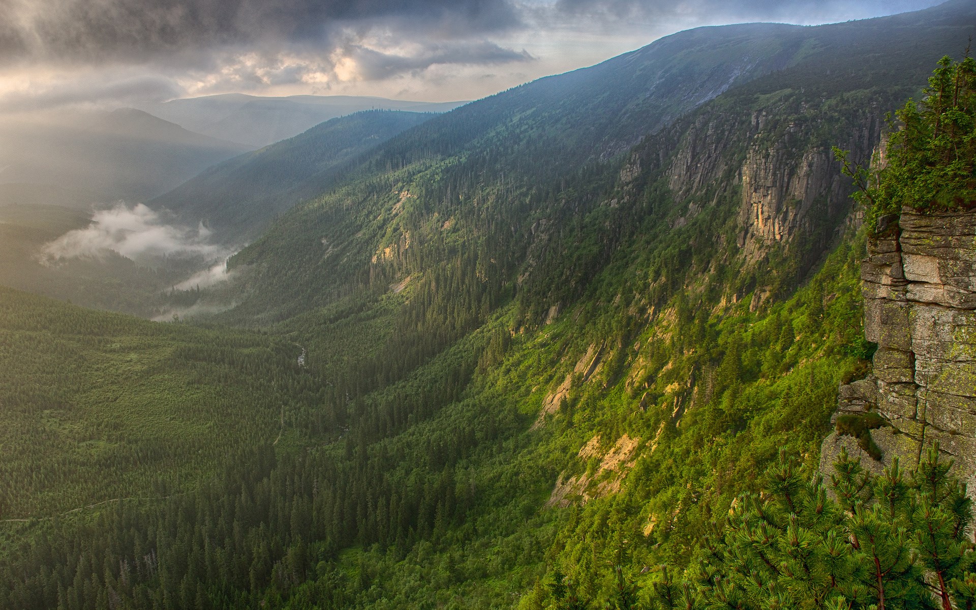 Misty mountain valley with pine forest and rocky cliffs HD Wallpaper