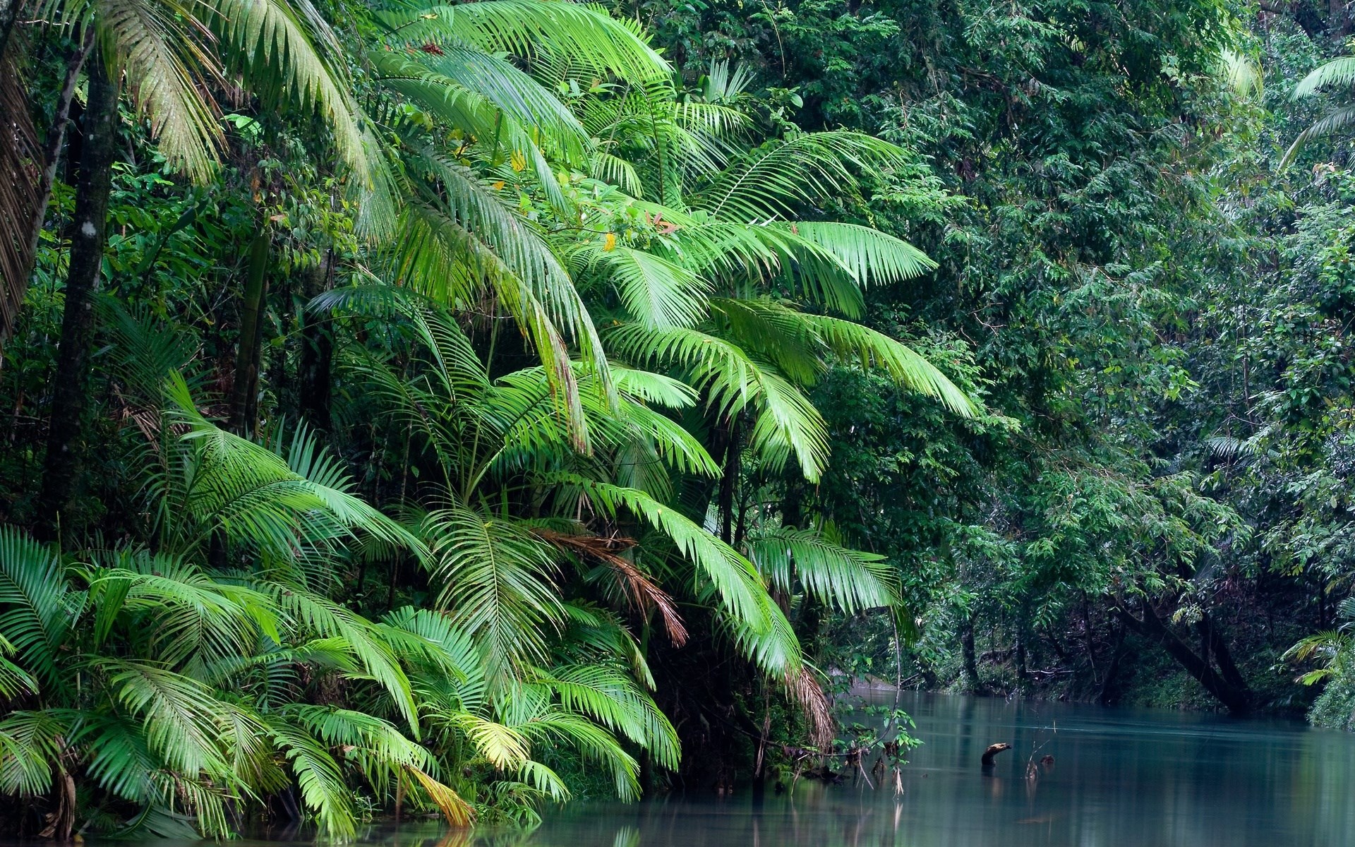 Dense jungle with a river and palm trees HD Wallpaper